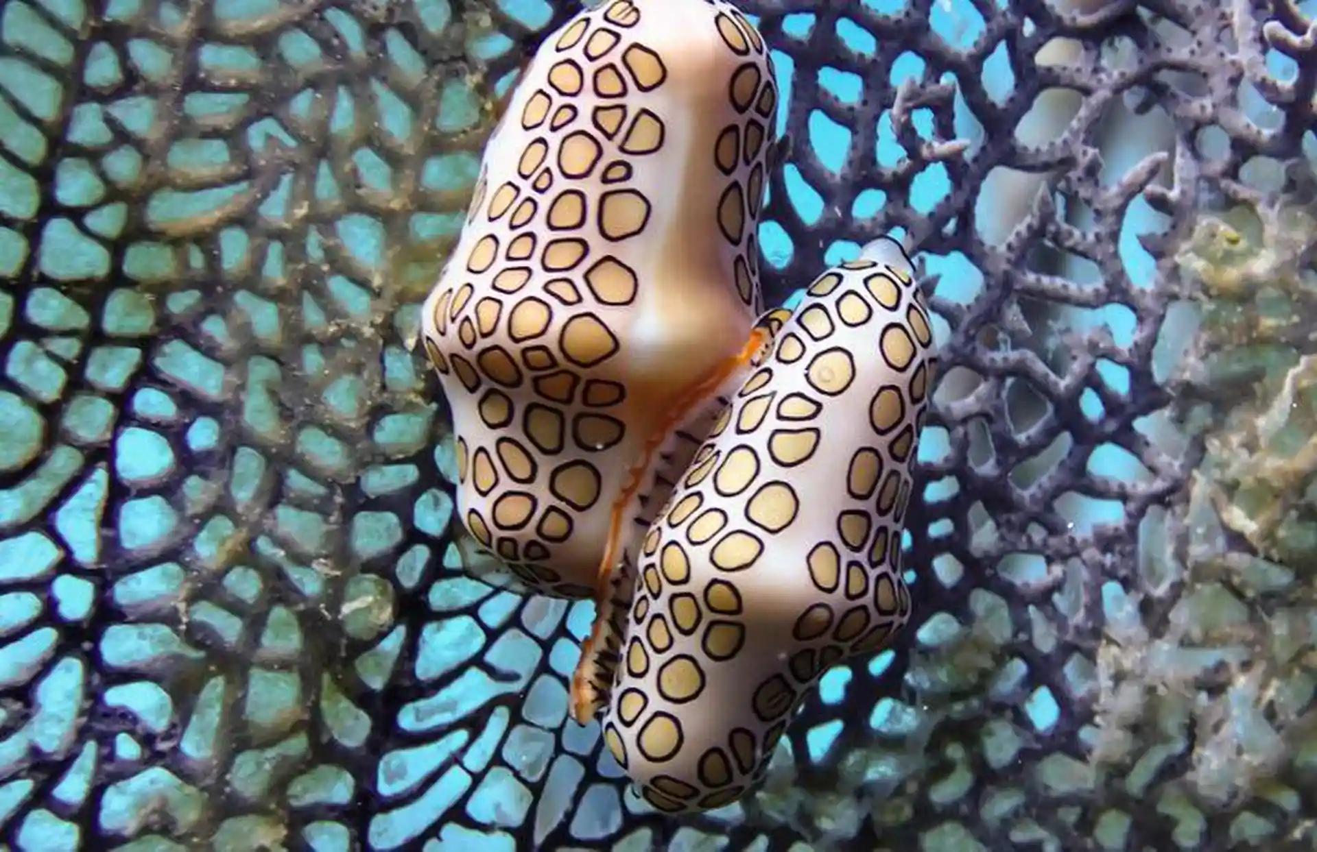 Foto des Tauchplatzes