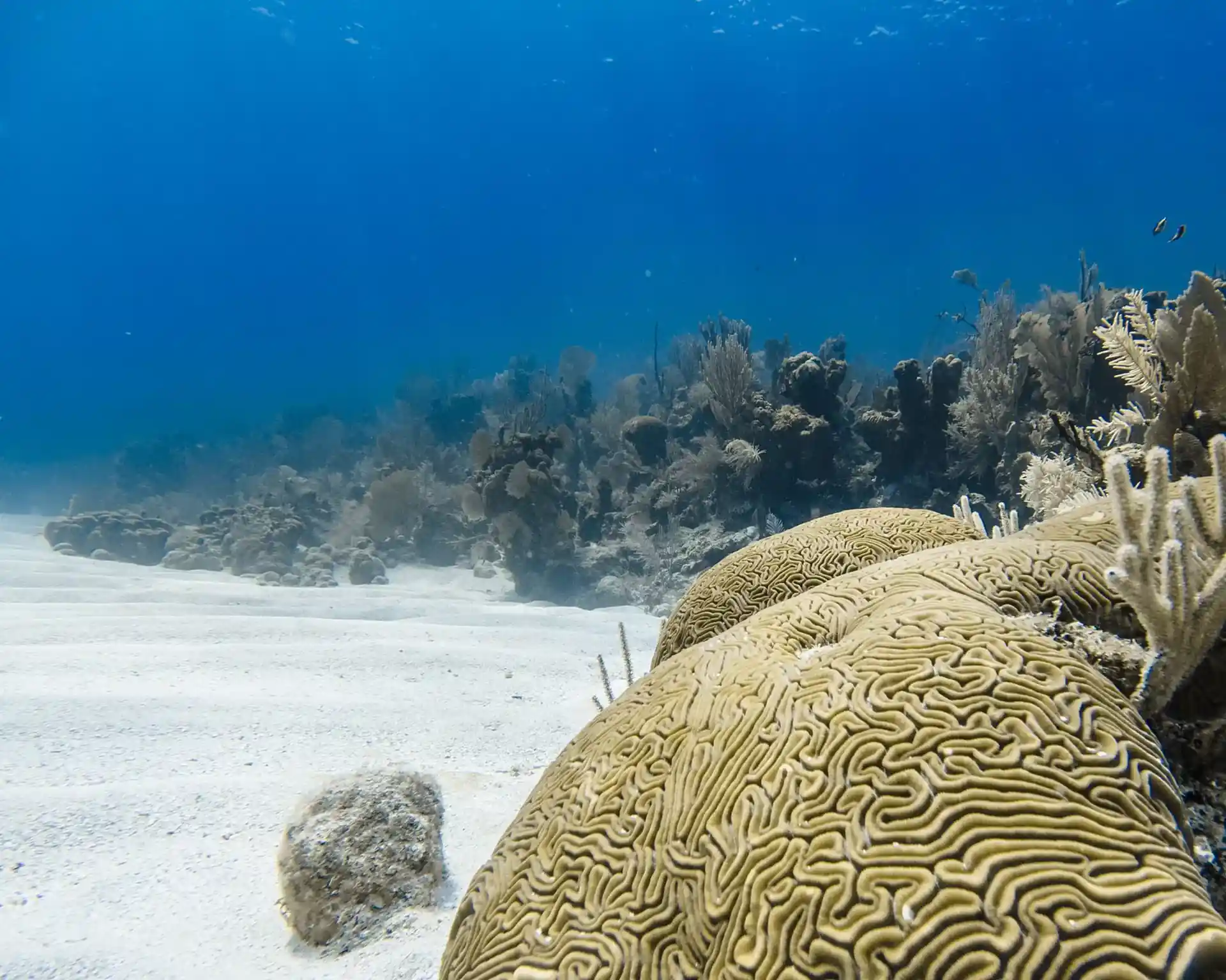 Dive site photo