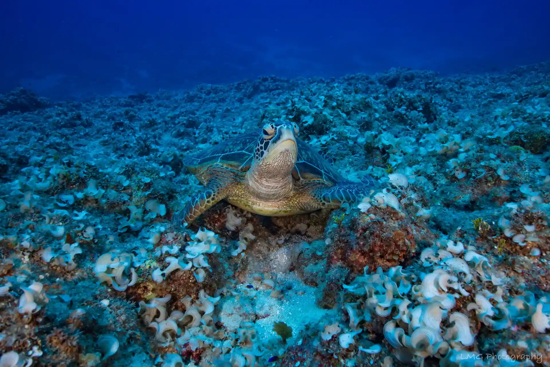 Dive site photo