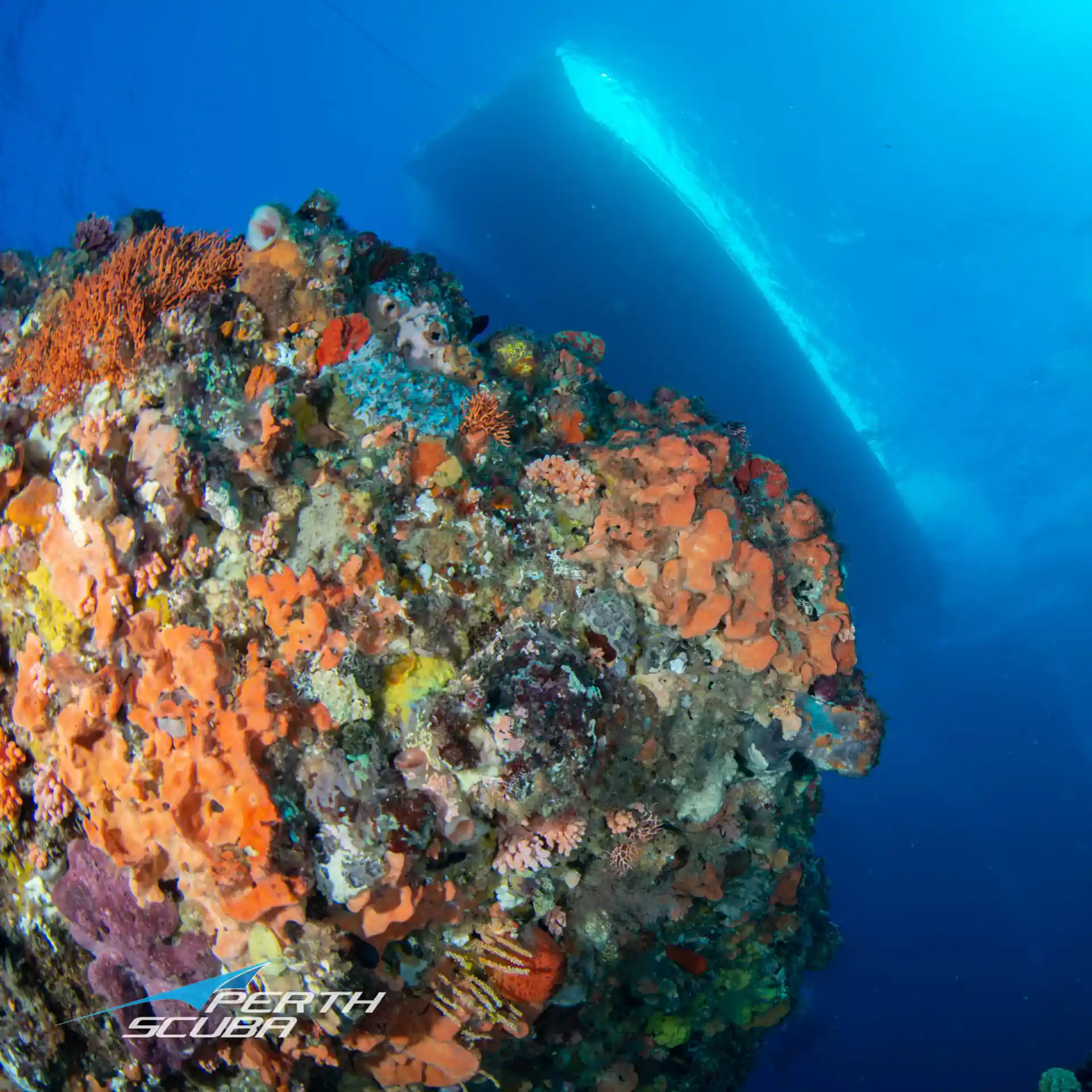 Colourful coral at Rottnest Island Western Australia