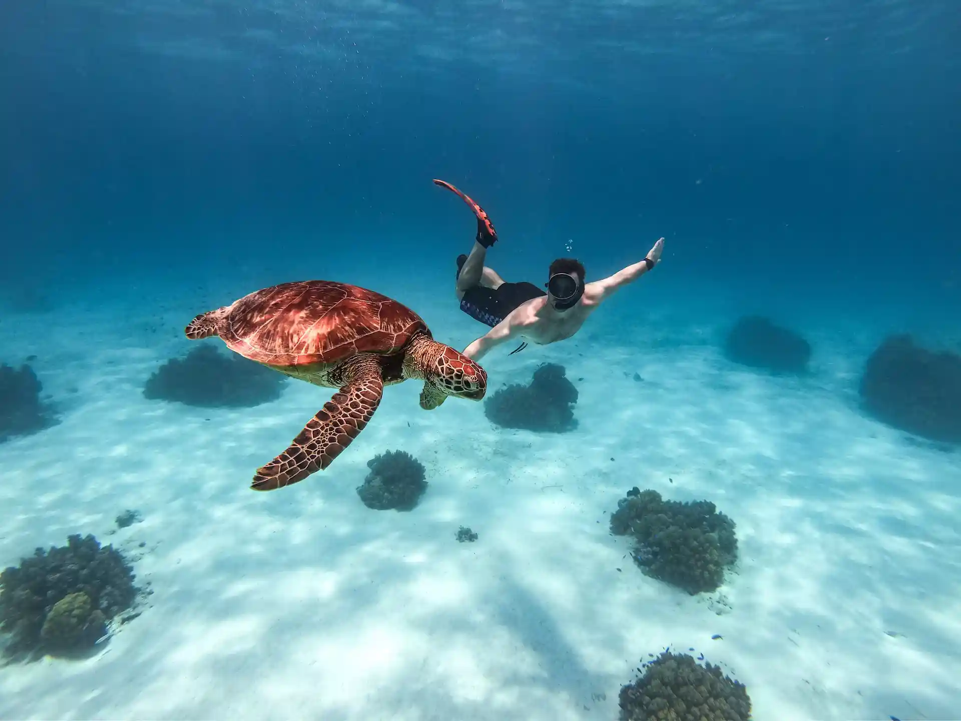 Encounter with marine life close up.