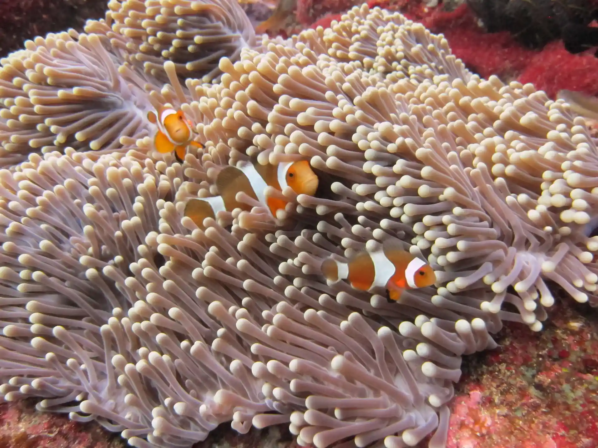 Enjoy the colourful fish