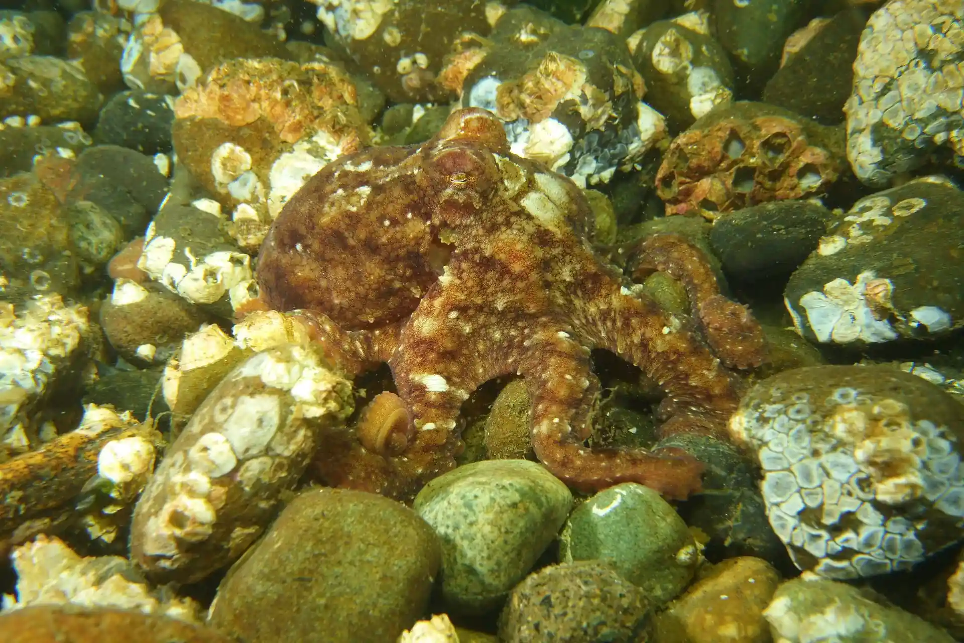 Dive shop photo