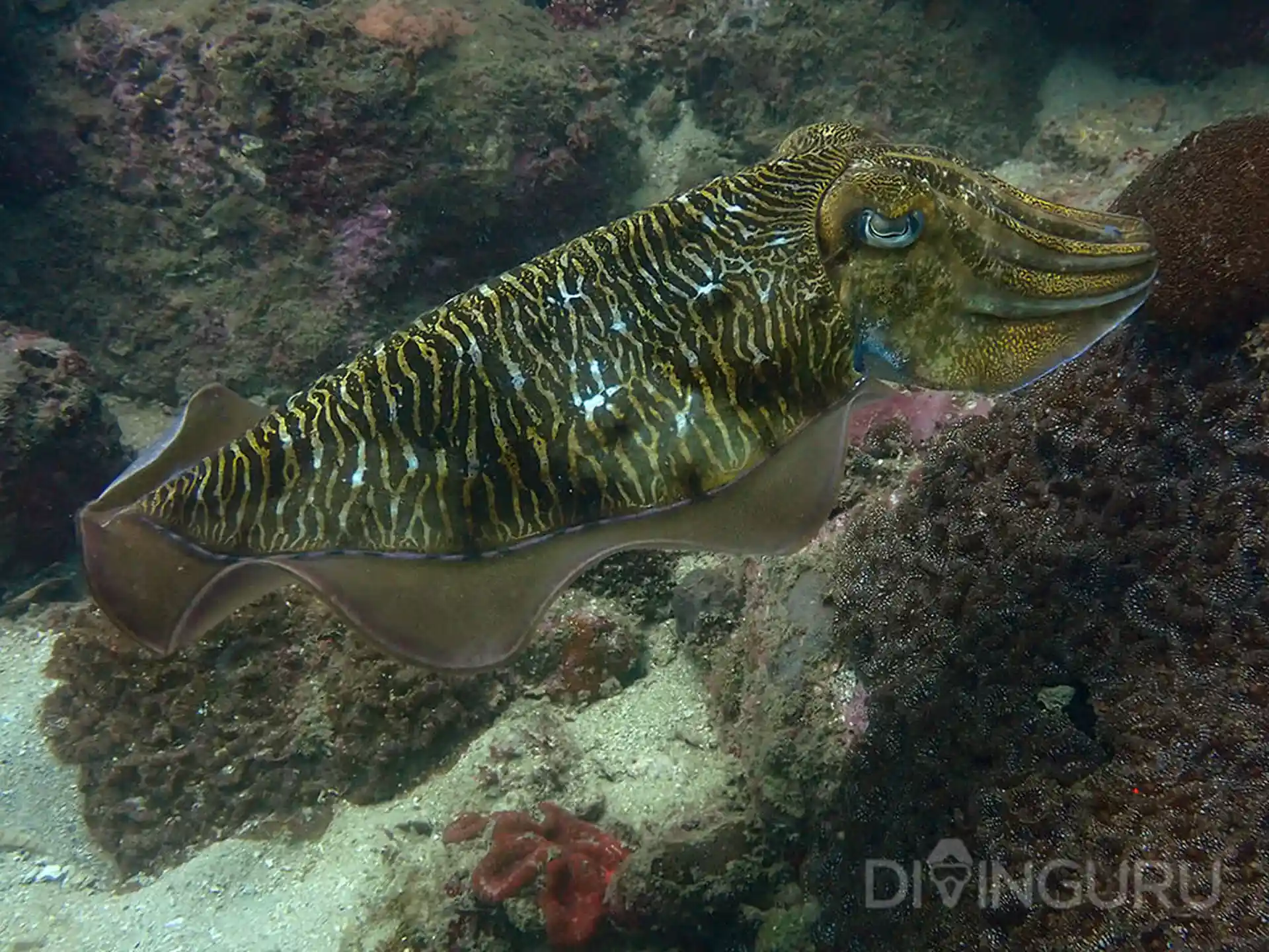 Foto del sitio de buceo