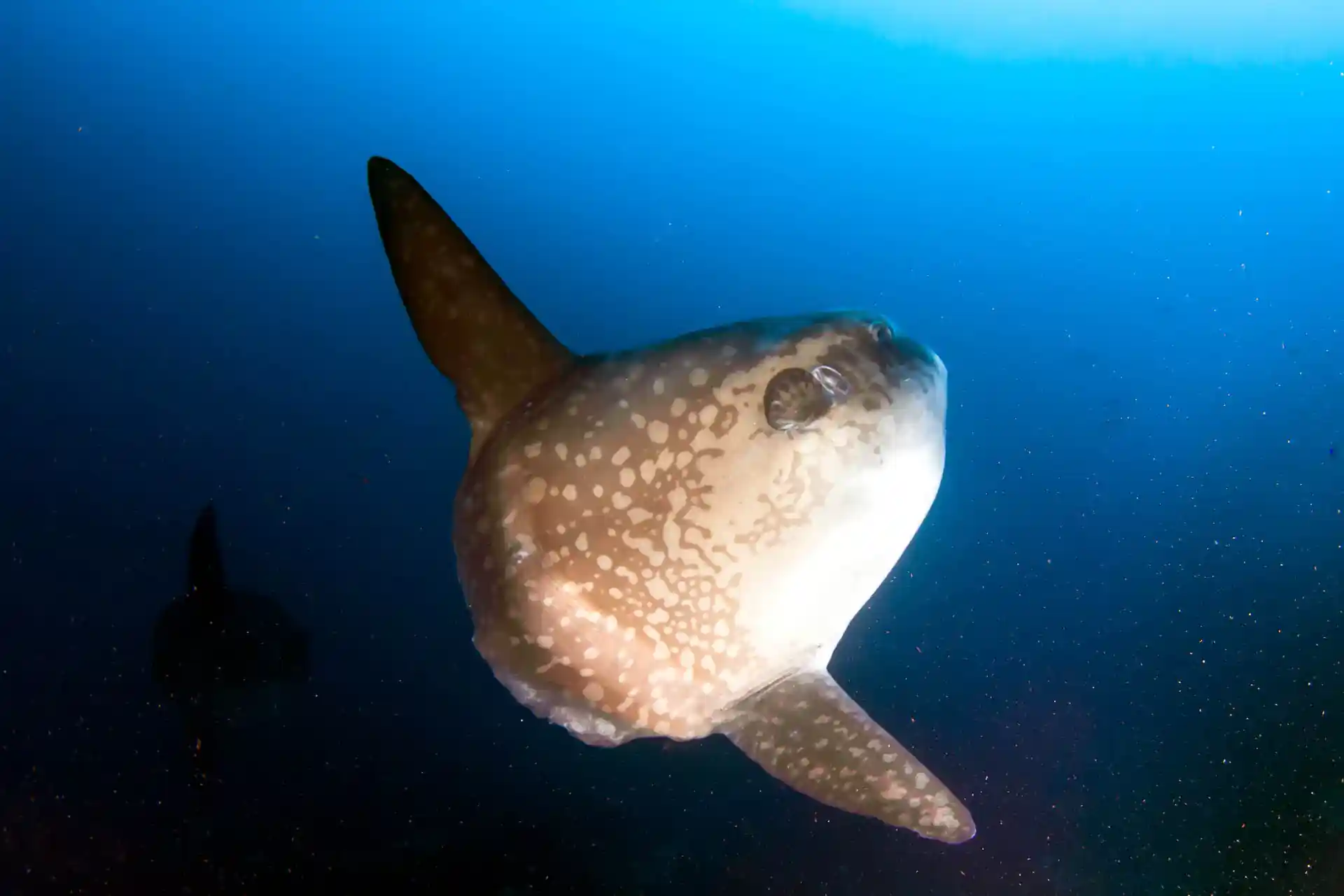 Dive shop photo