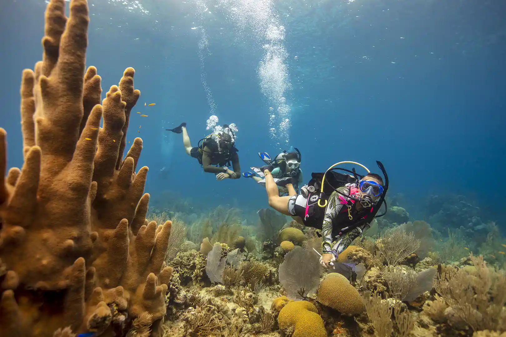 Utila's autumn whale shark window opens for Caribbean divers within a day of Memphis