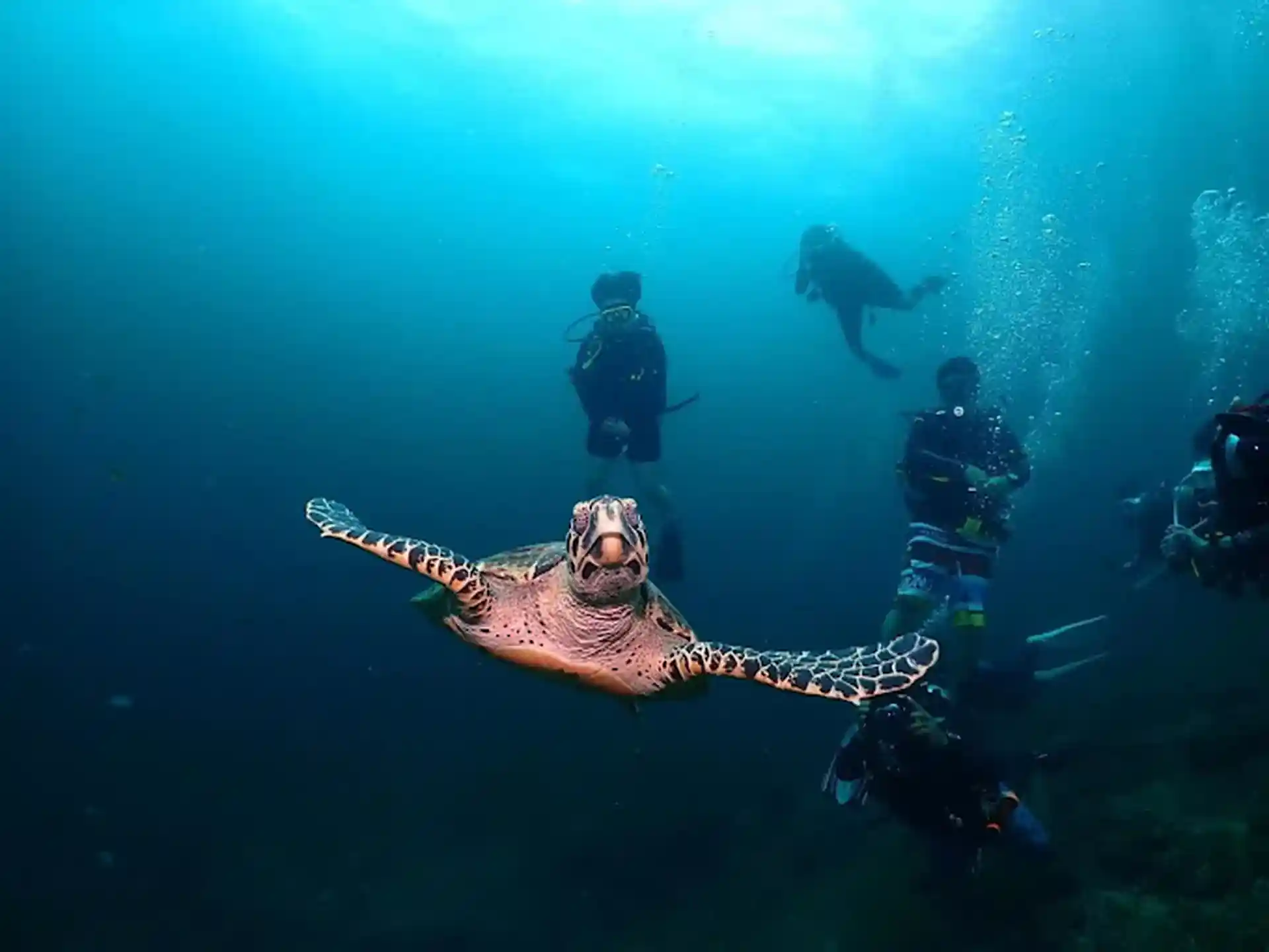 ダイビングサイトの写真