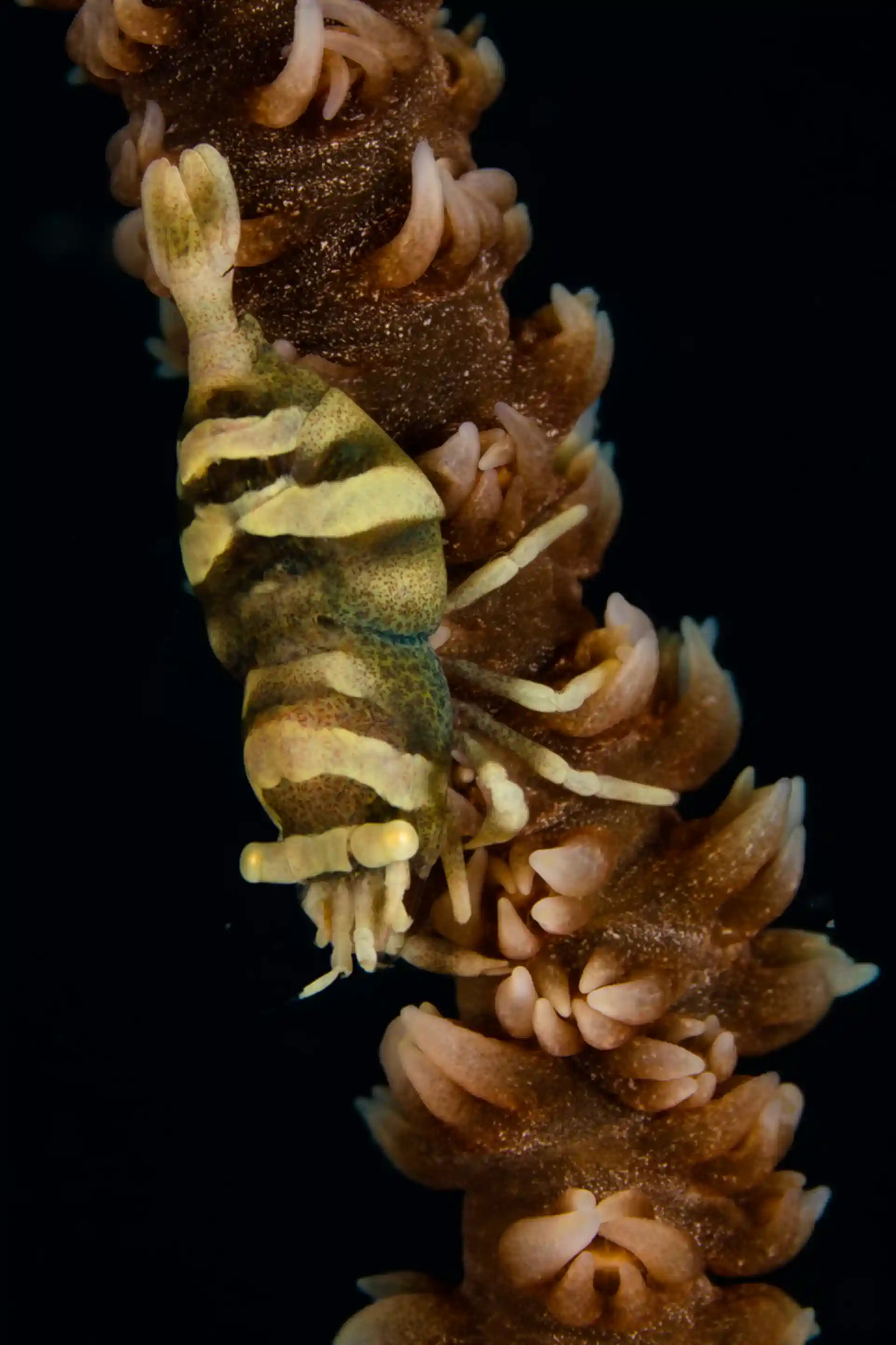 Photo du site de plongée