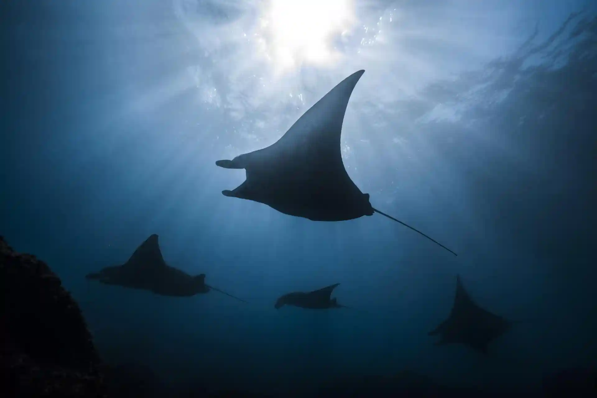 Foto de la tienda de buceo