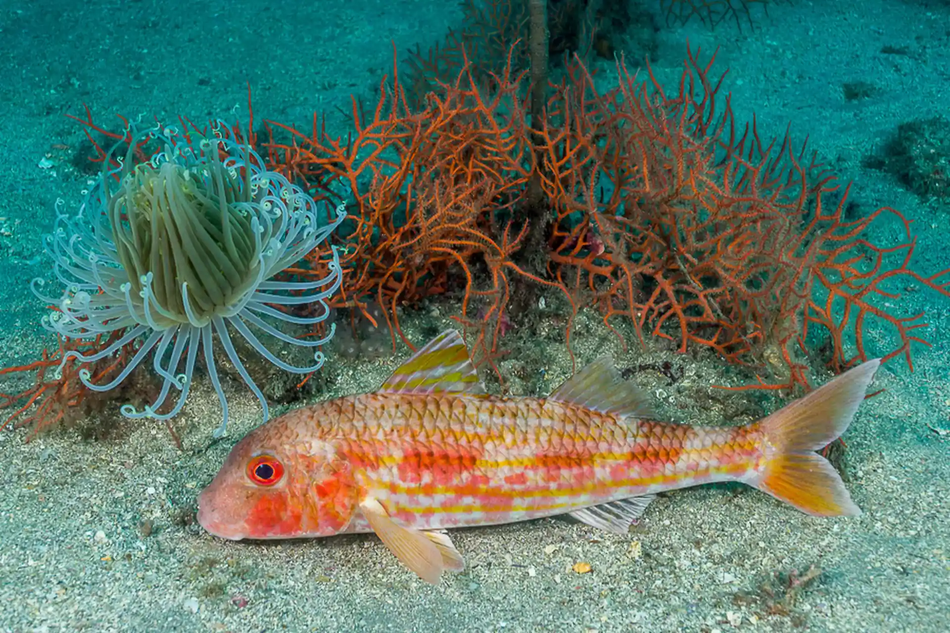 Foto del sitio de buceo