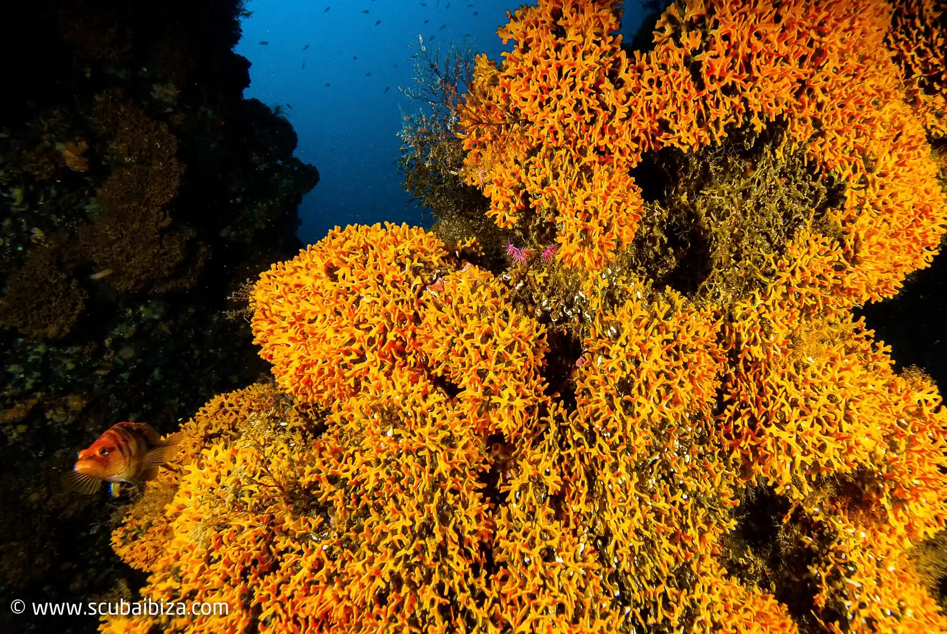 Dive site photo