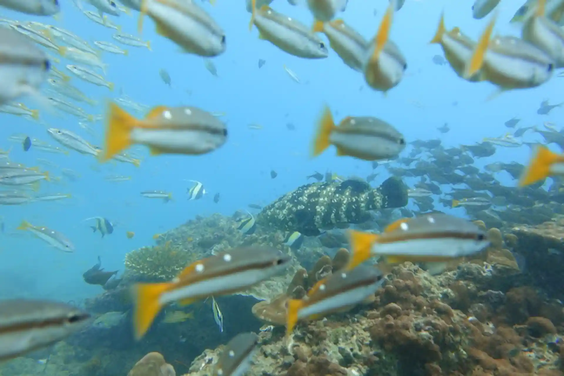 Dive site photo