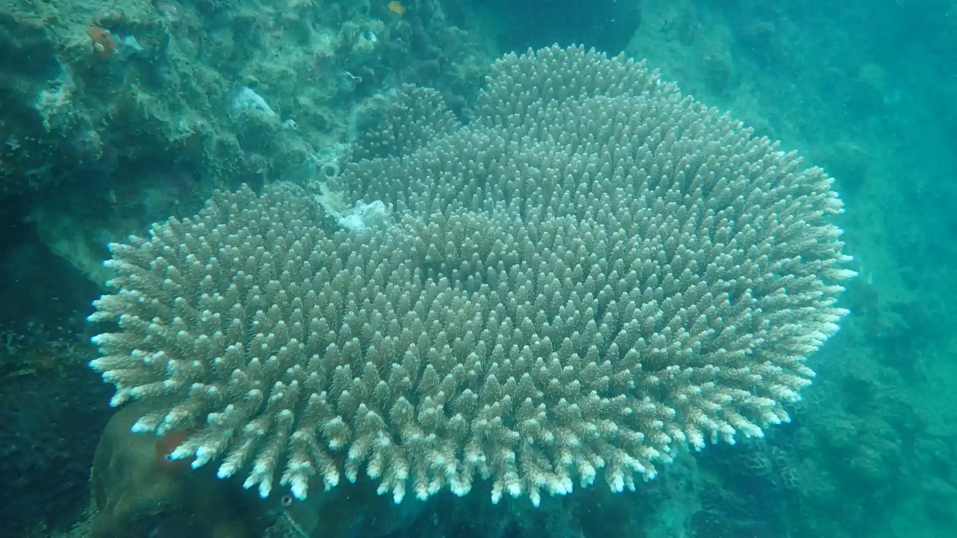 Photo du site de plongée