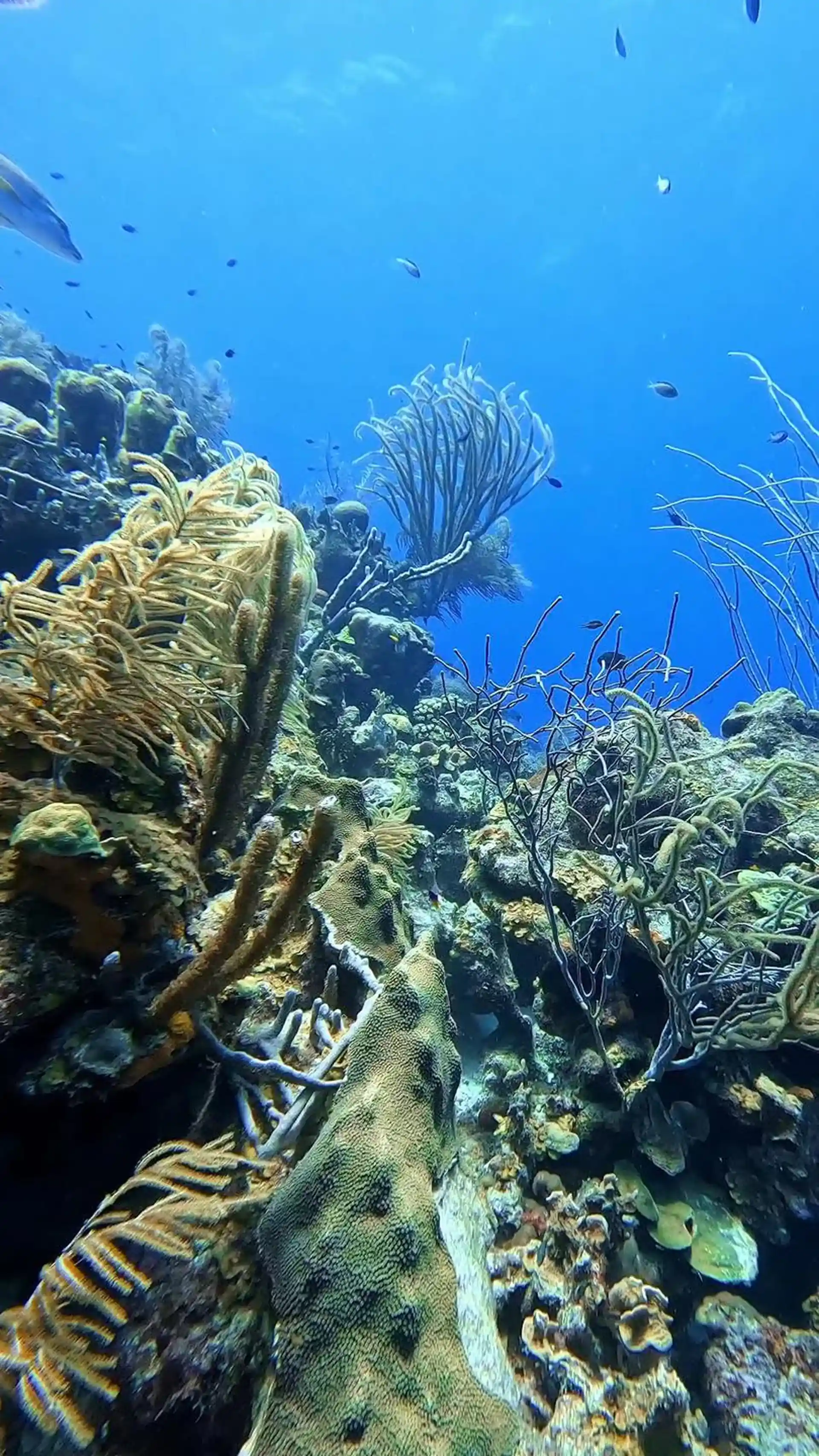 Foto van de duiklocatie