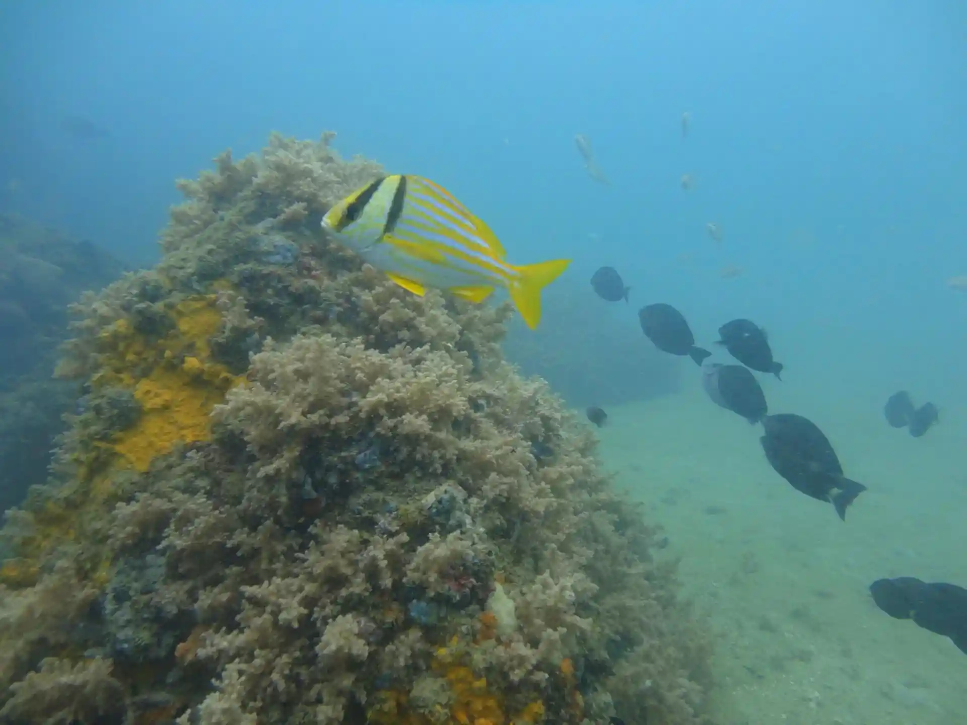 Dive site photo