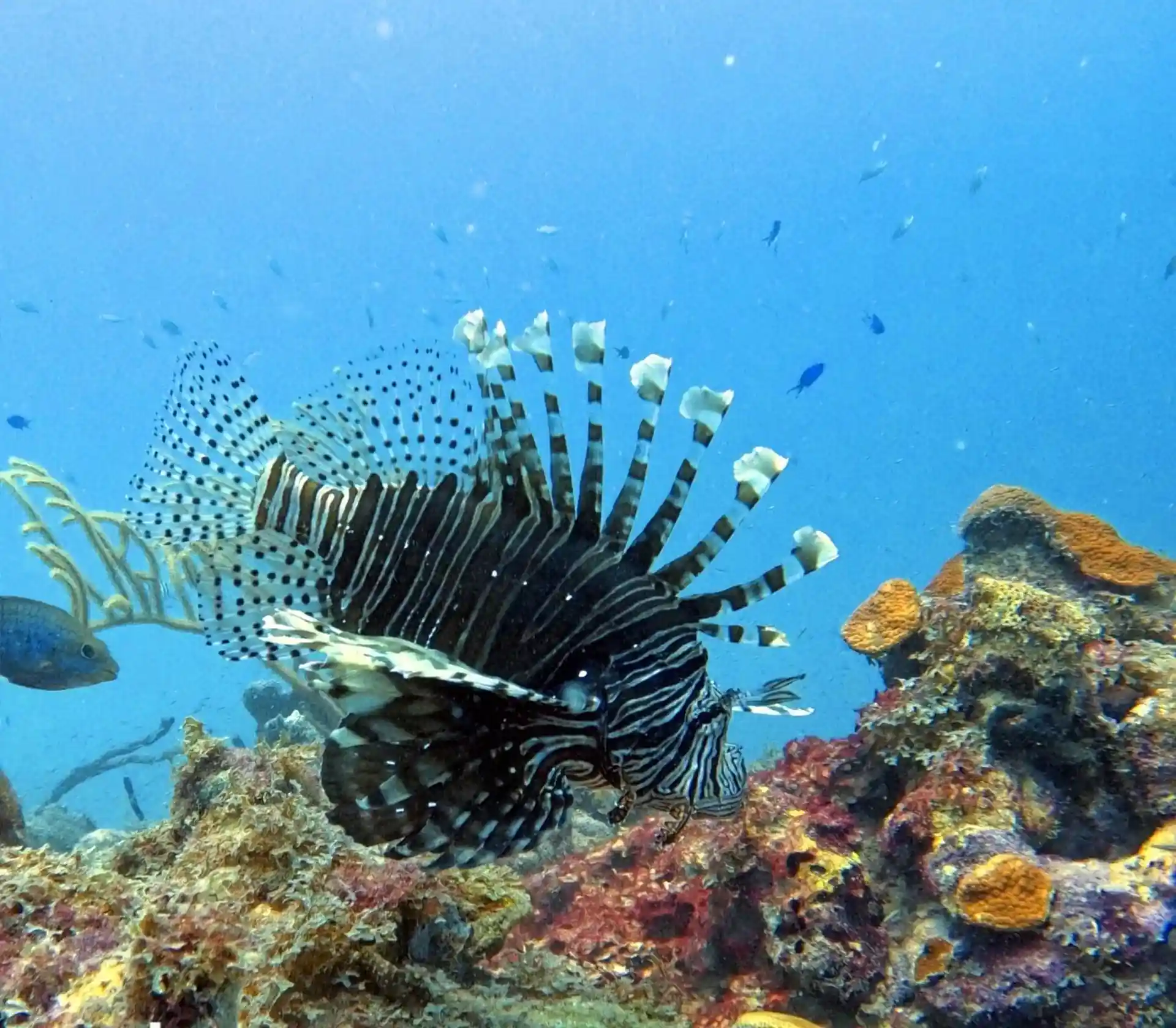 Foto de la tienda de buceo
