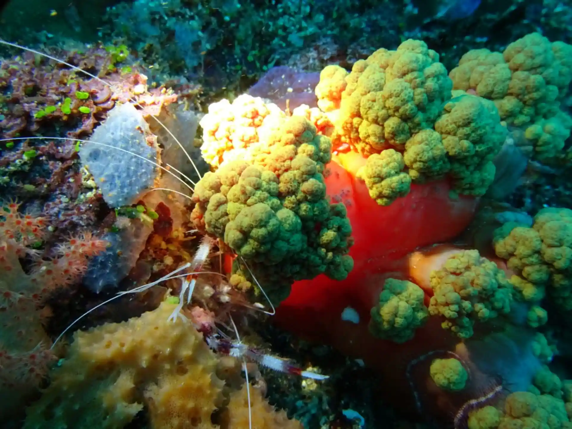 Dive site photo