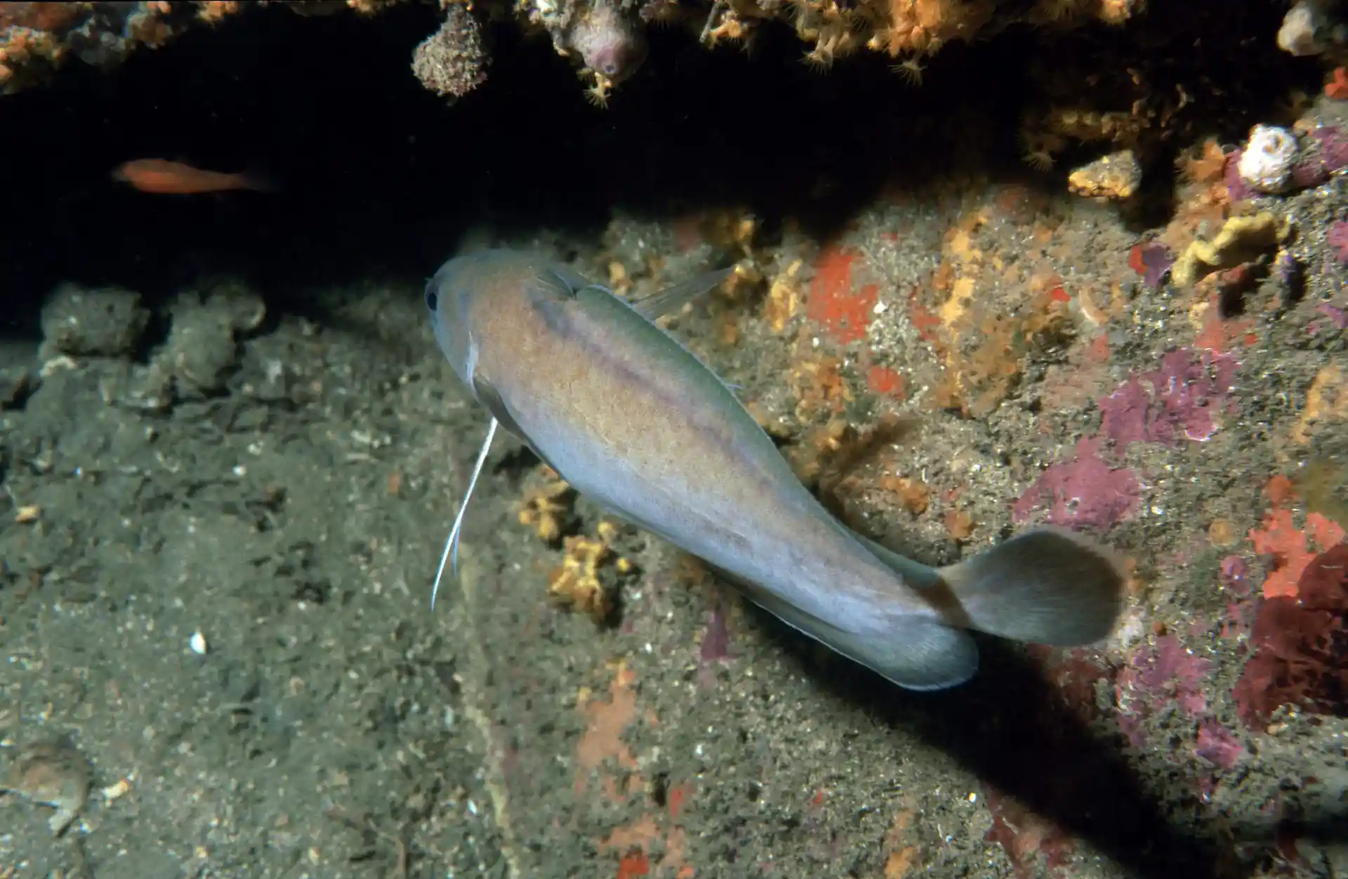 Foto van de duiklocatie