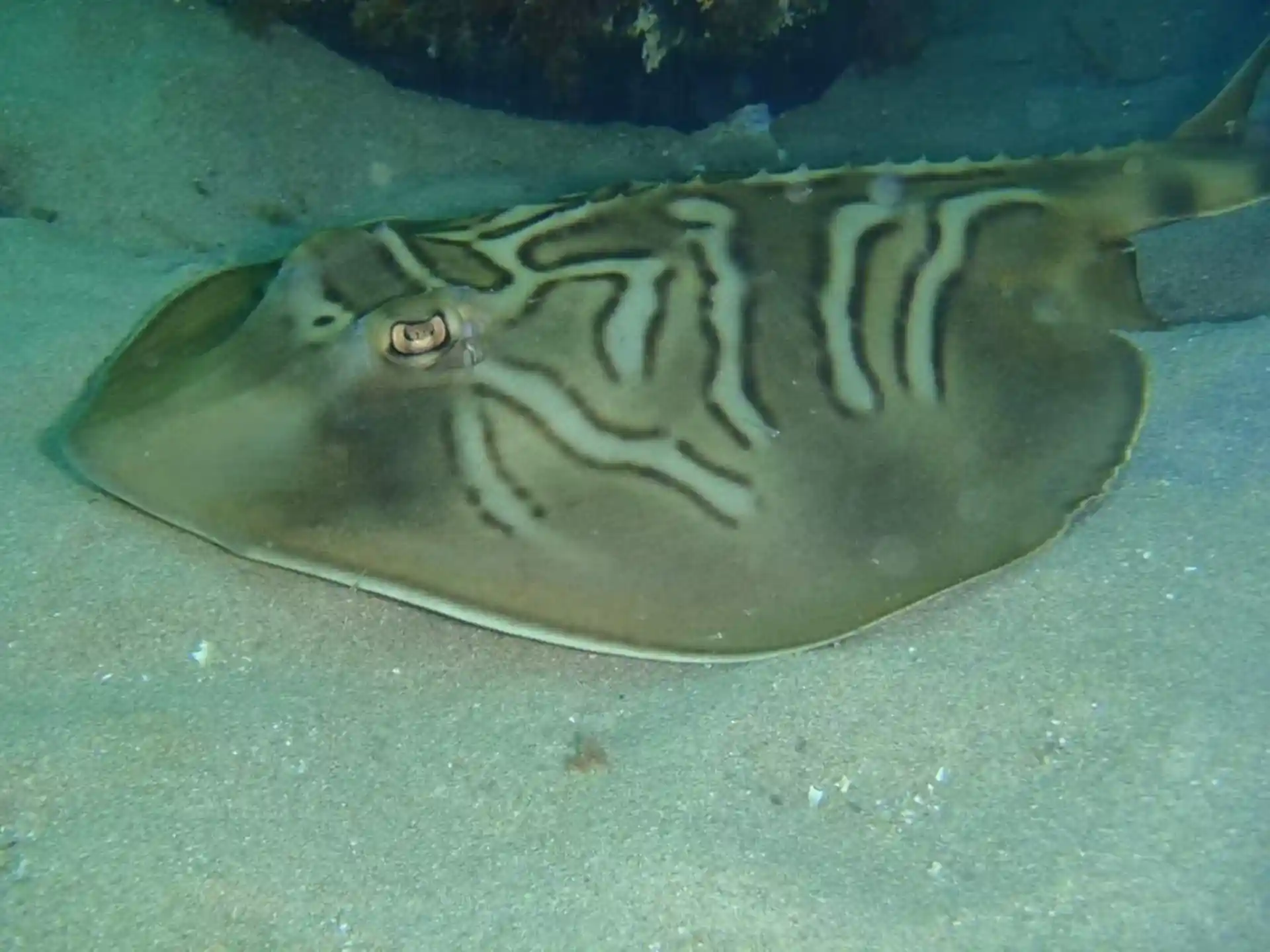 ダイビングサイトの写真