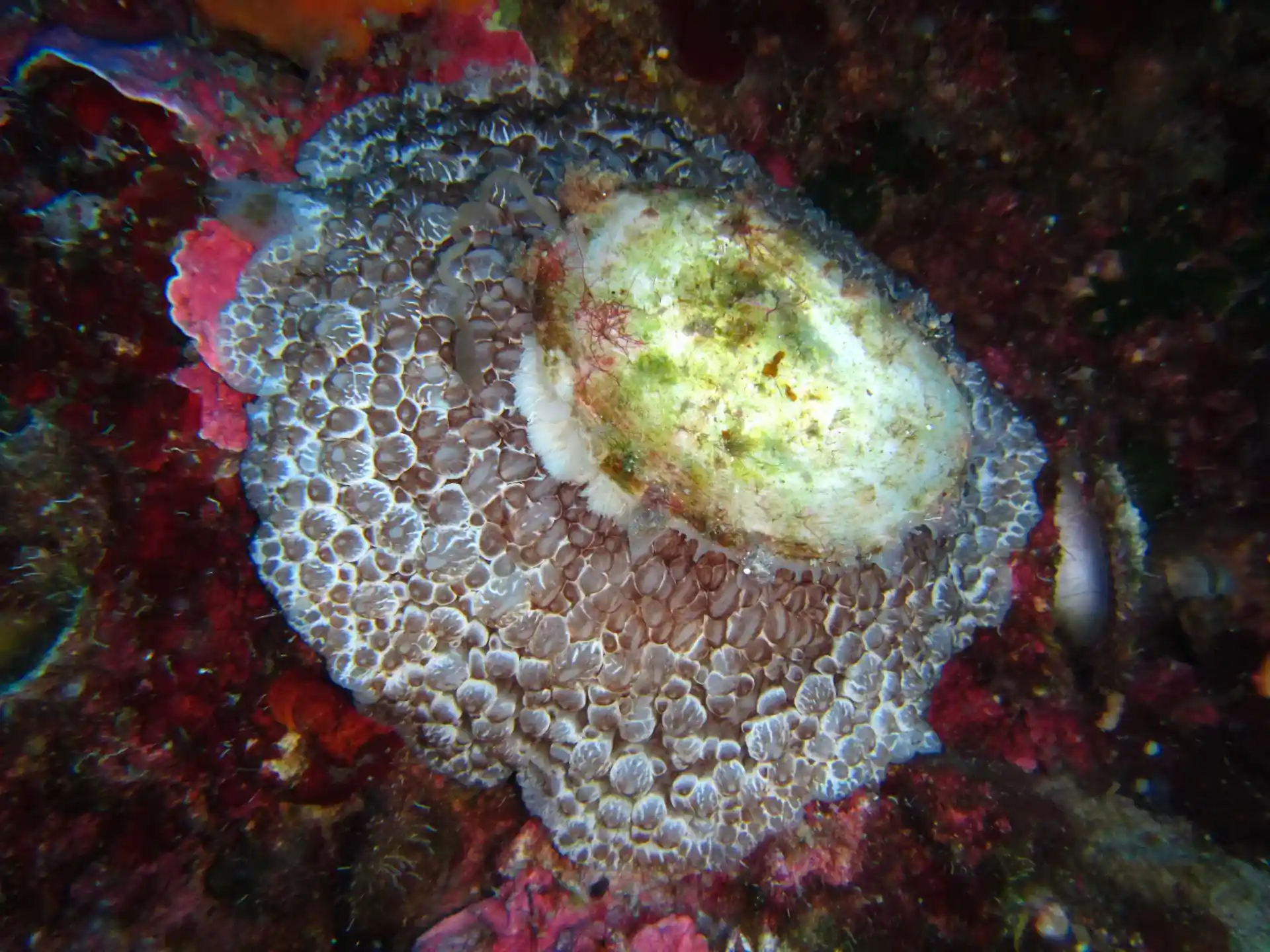 Dive site photo