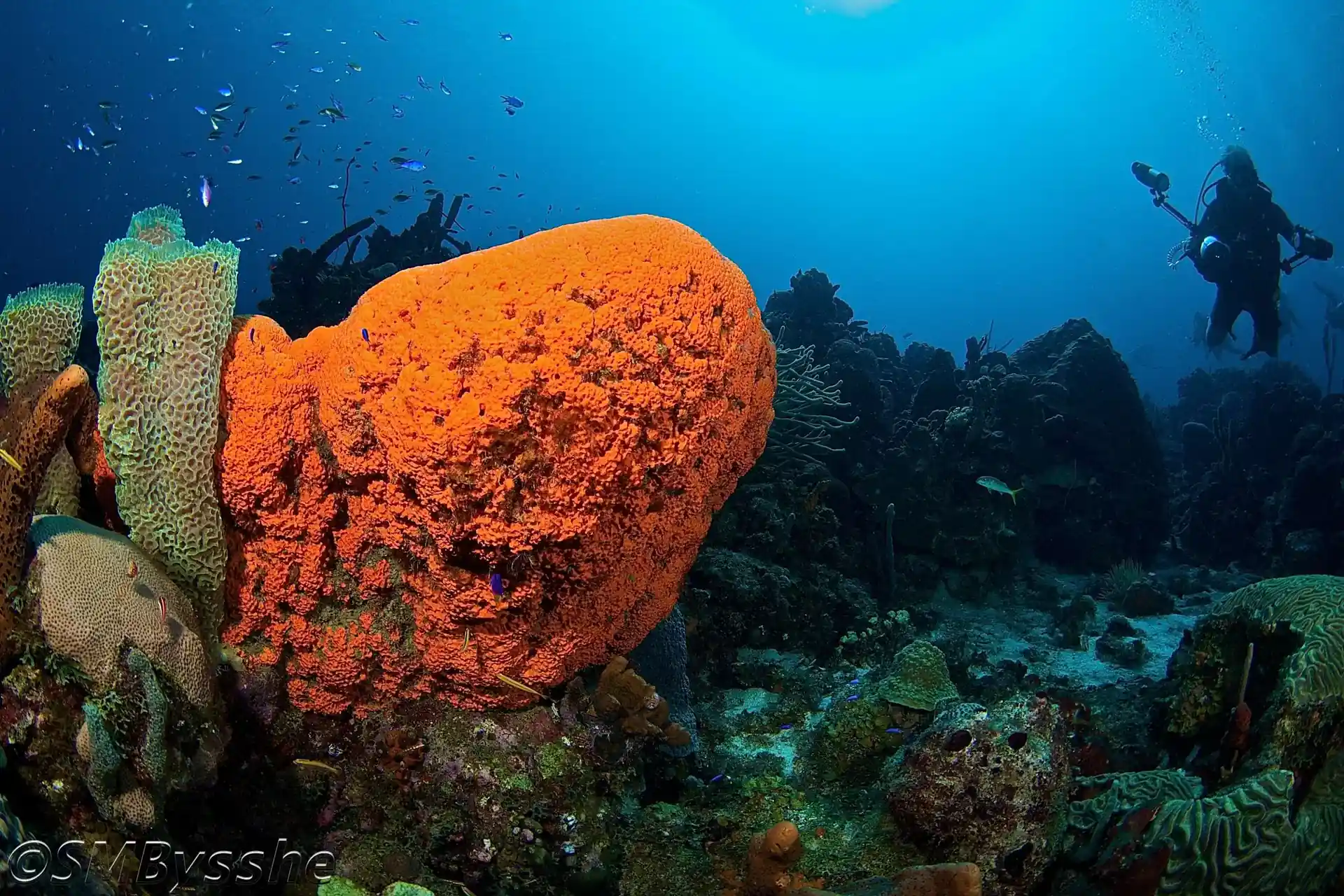 Dive site photo