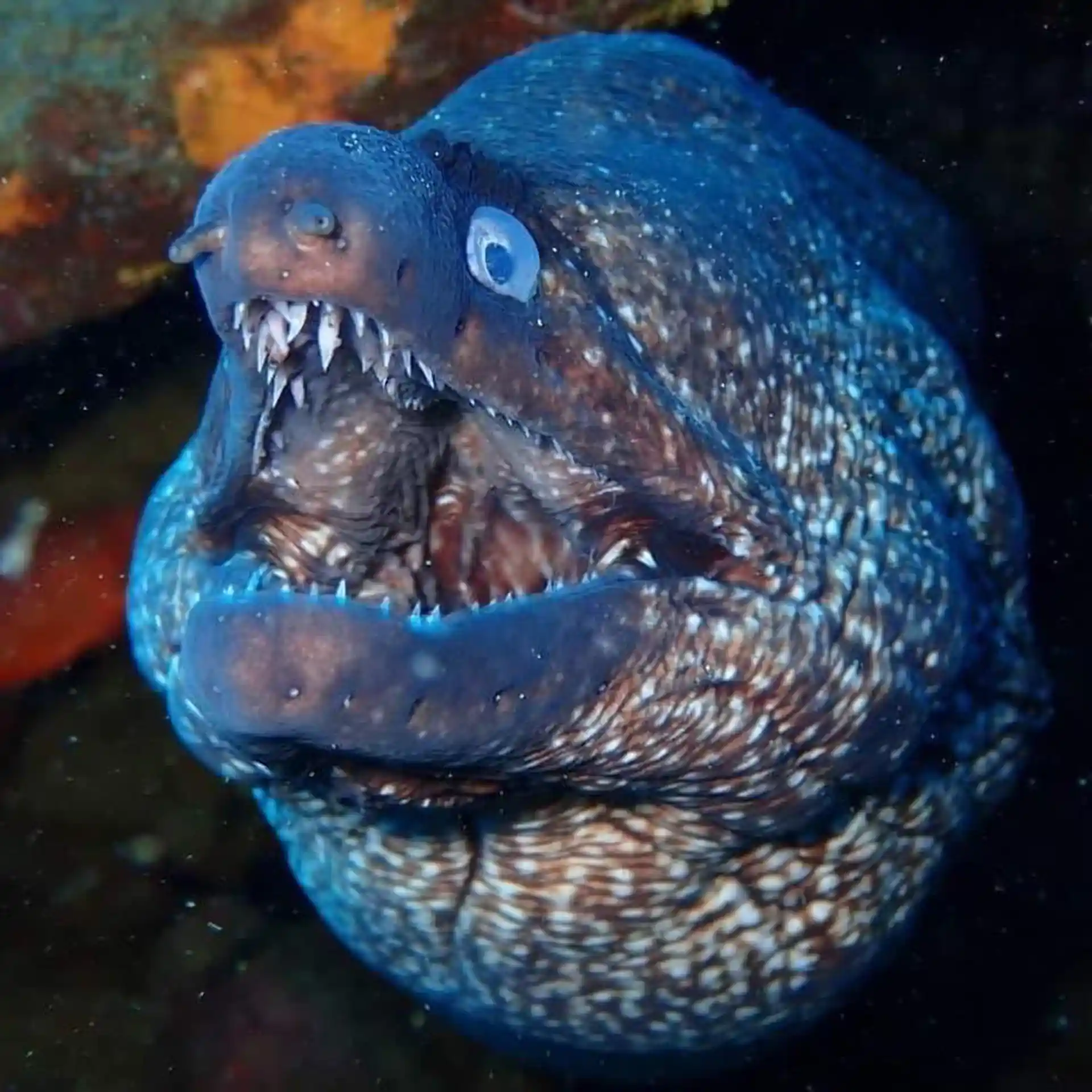 Dive site photo