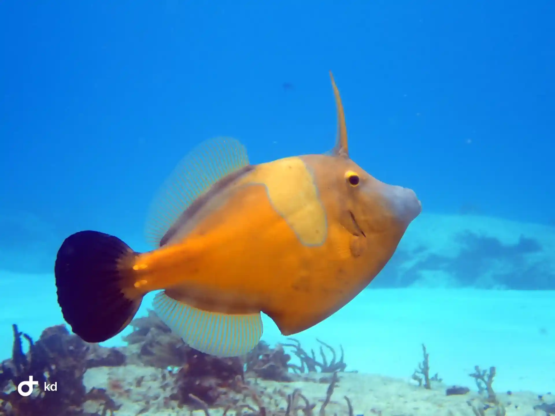 Foto de la tienda de buceo