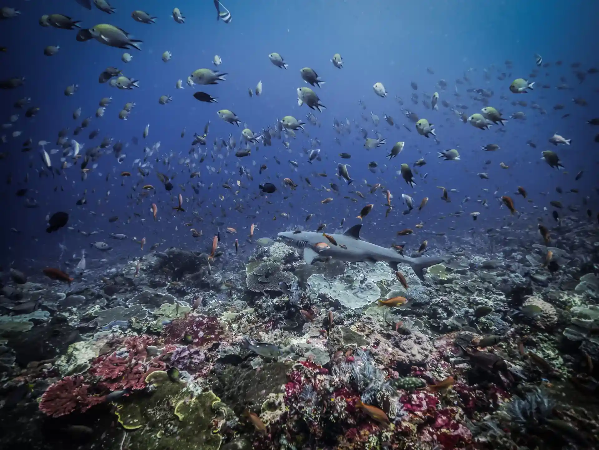 Dive site photo