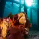 www.padi.com