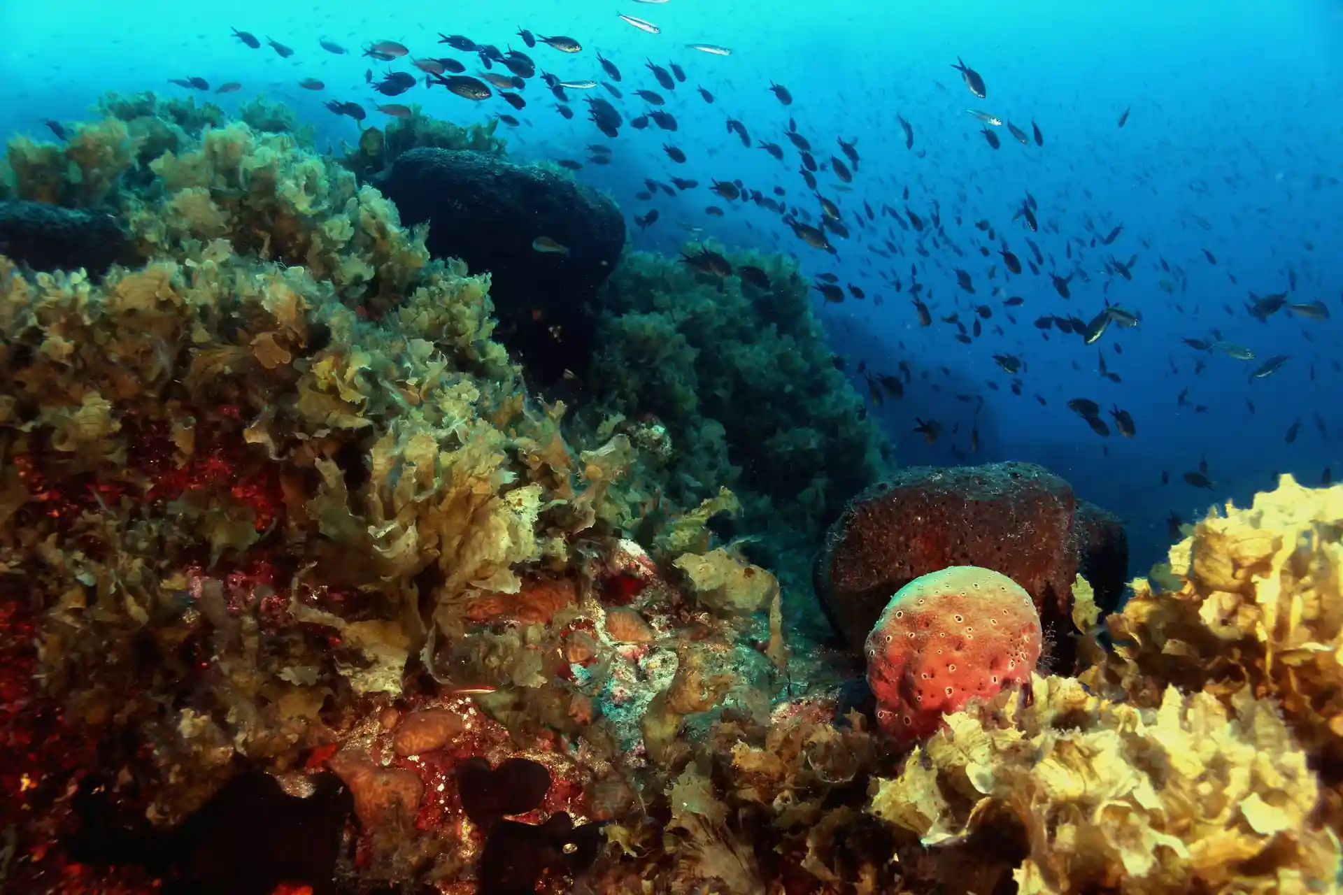 다이빙 포인트 사진