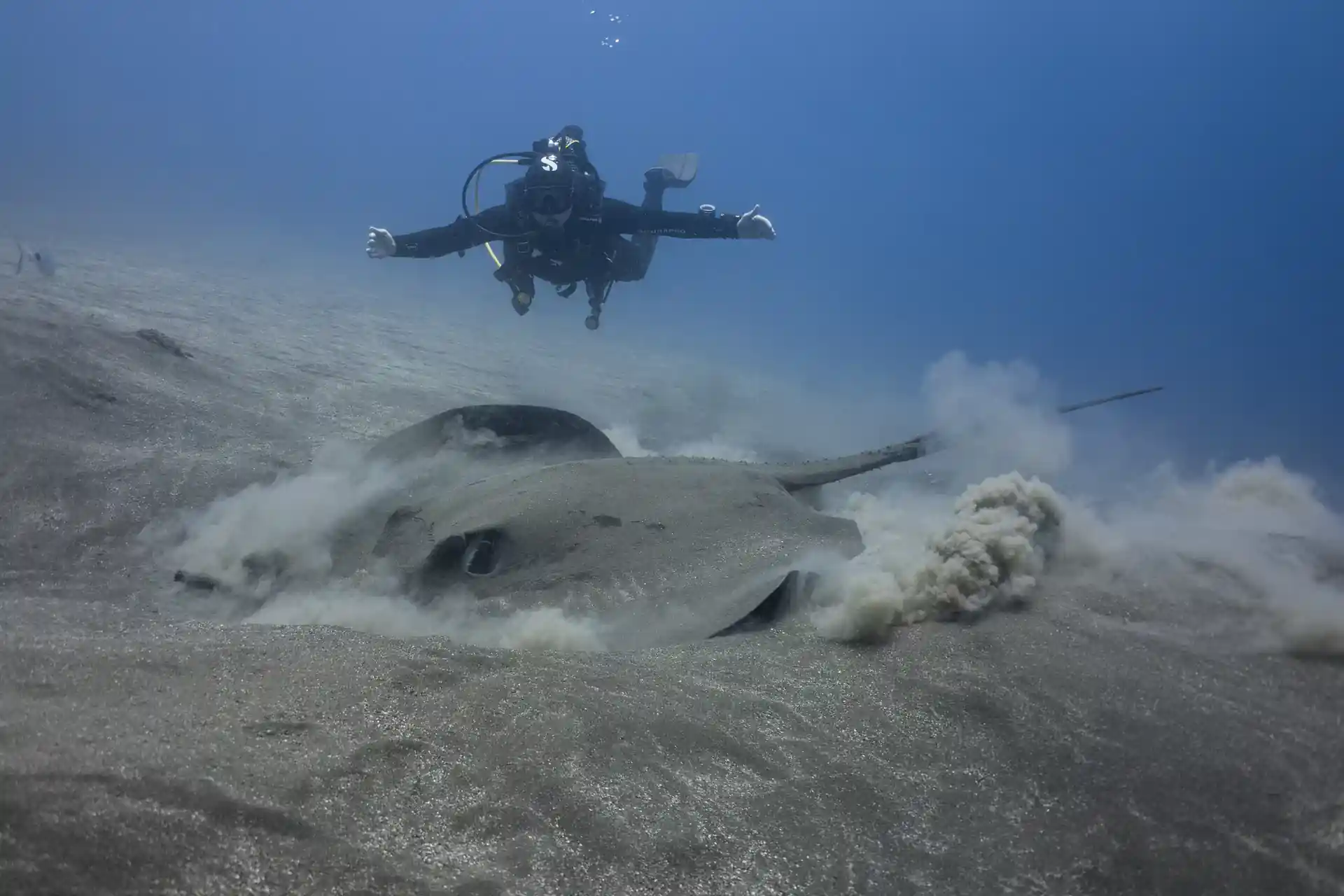 Face-to-face with a giant stingray near the wreck.