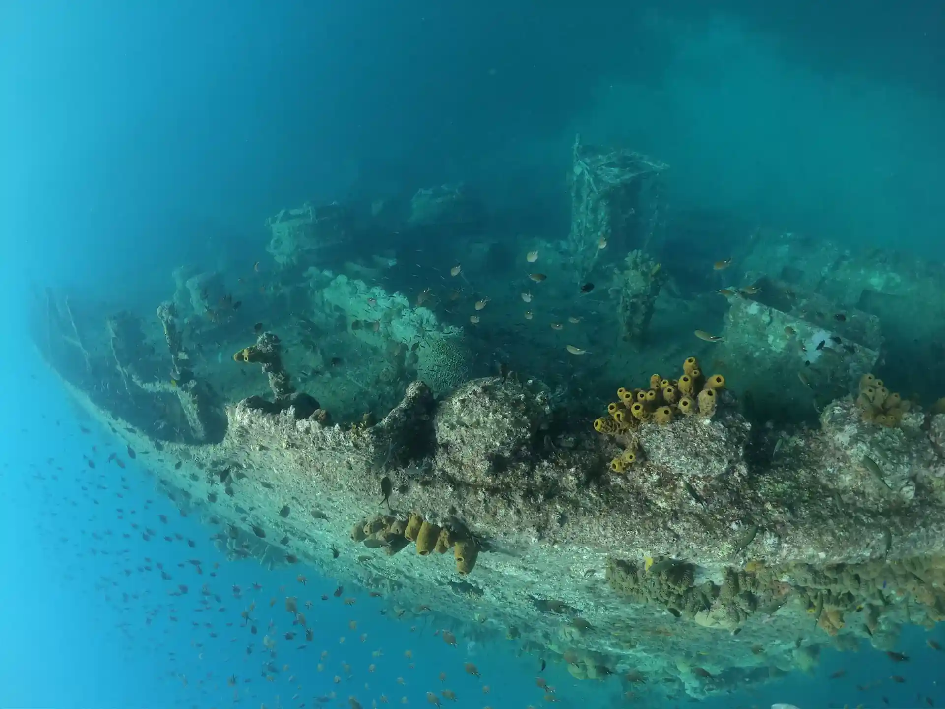 Jane Sea Shipwreck . You will love it, because of the variety of fish you can find, rest assured you will return.