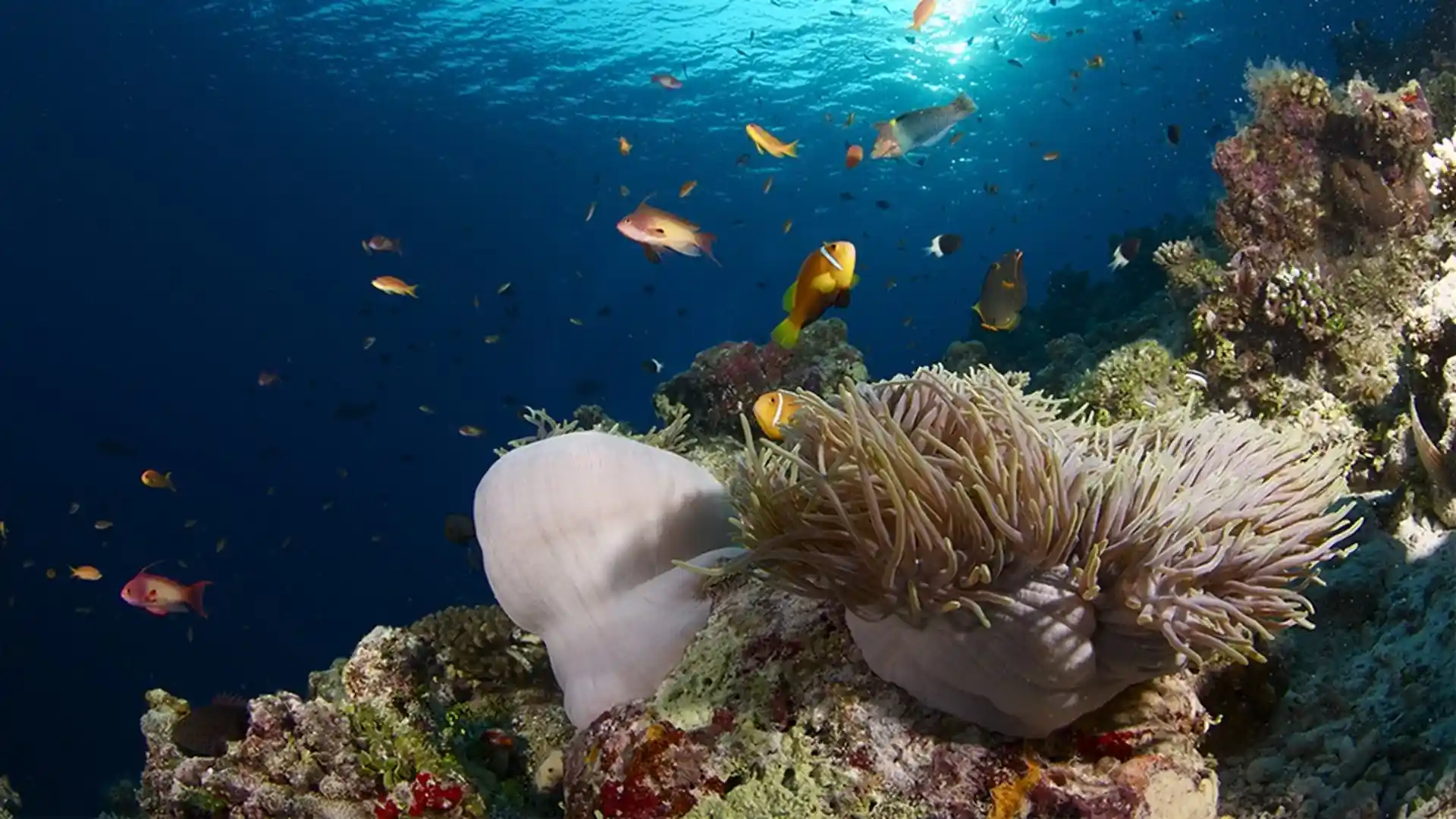 Dive shop photo