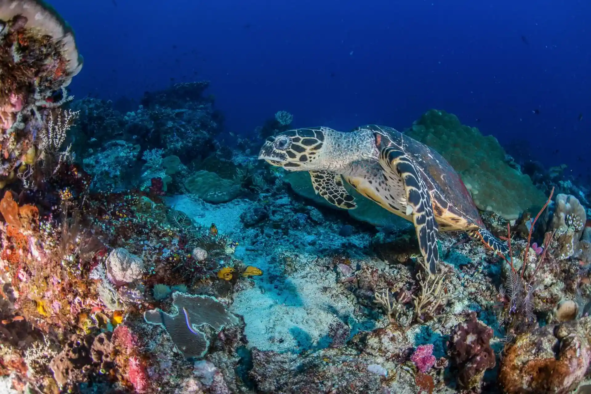 Dive shop photo