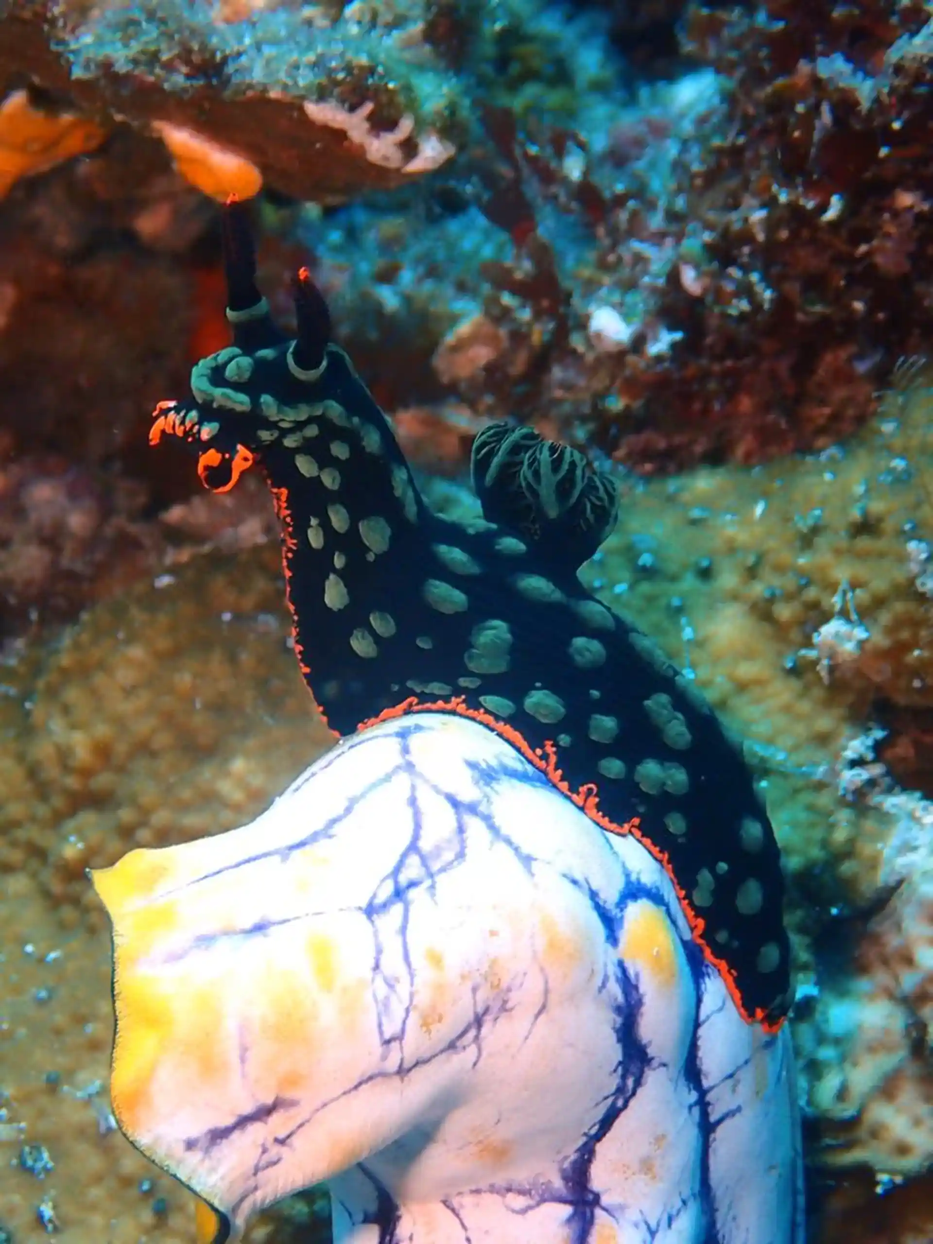Dive site photo