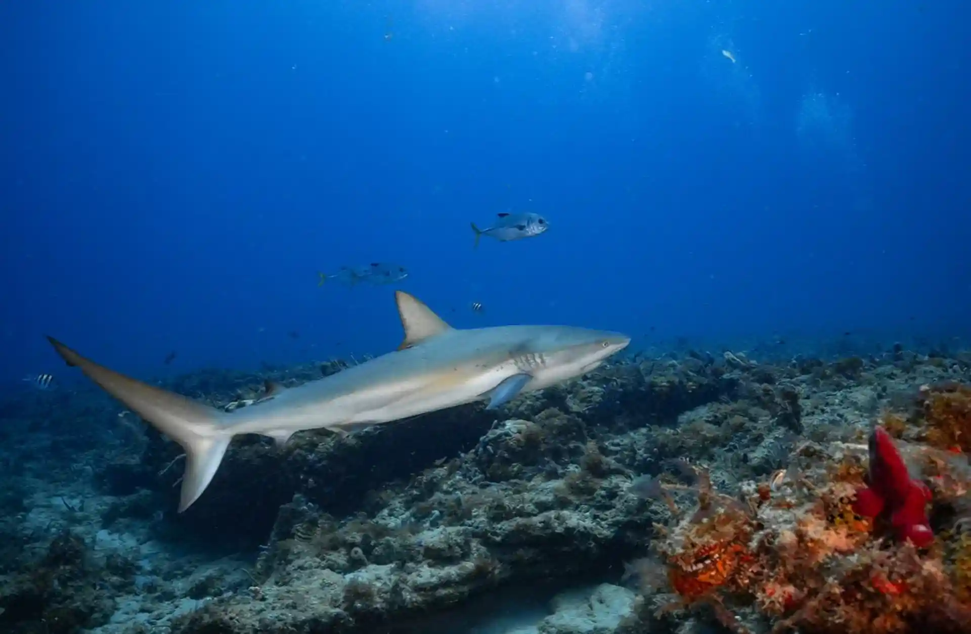 Dive site photo