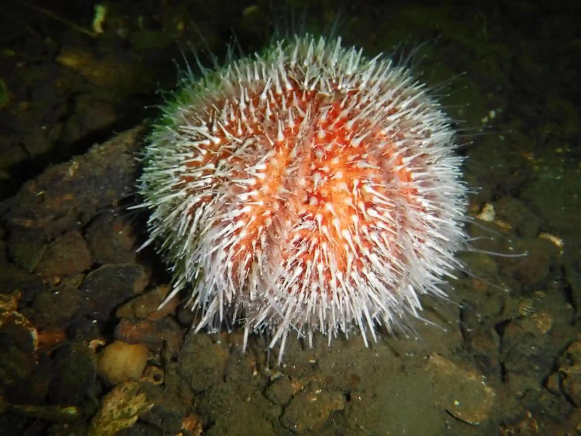 Urchin