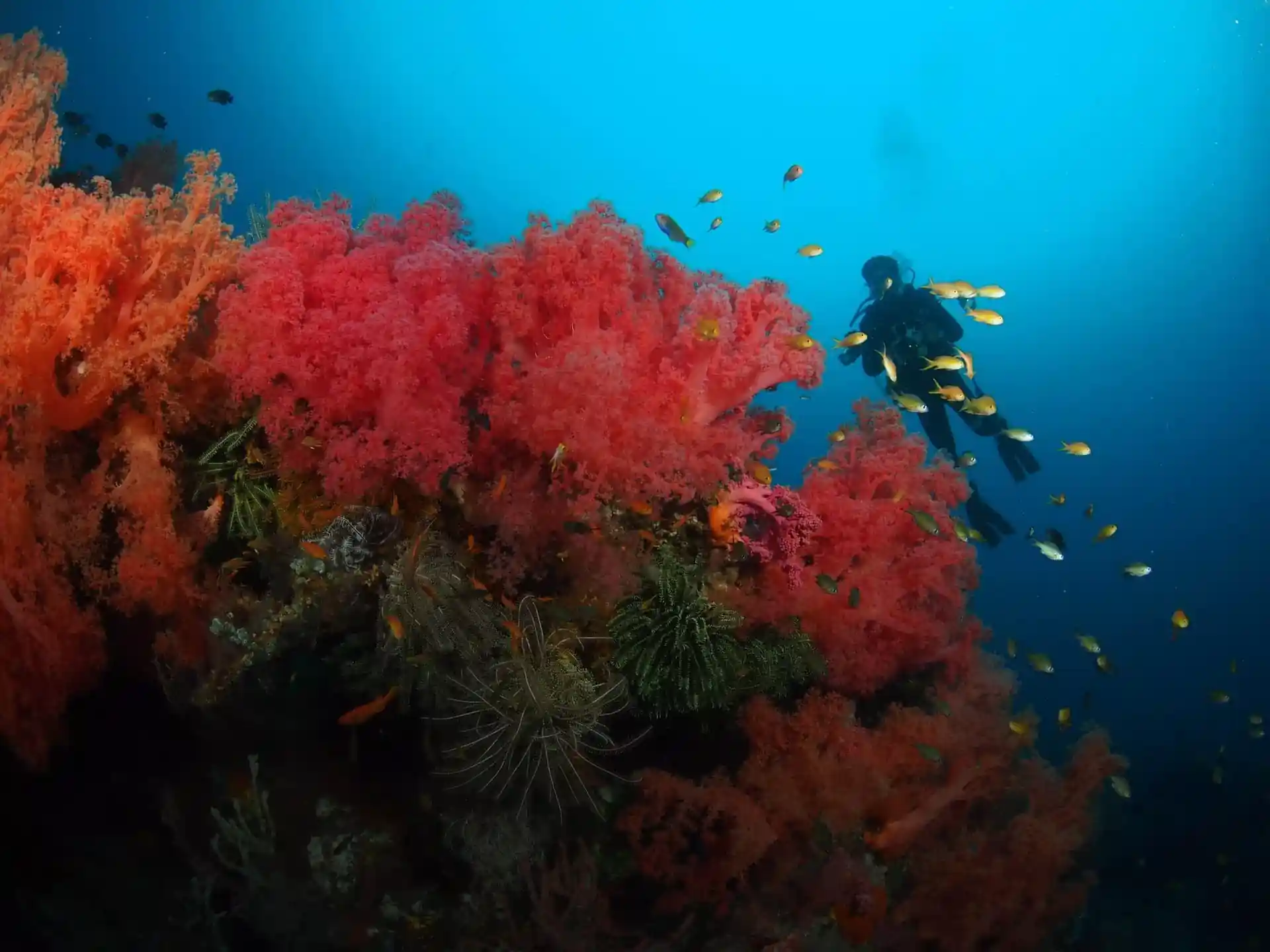 Dive site photo