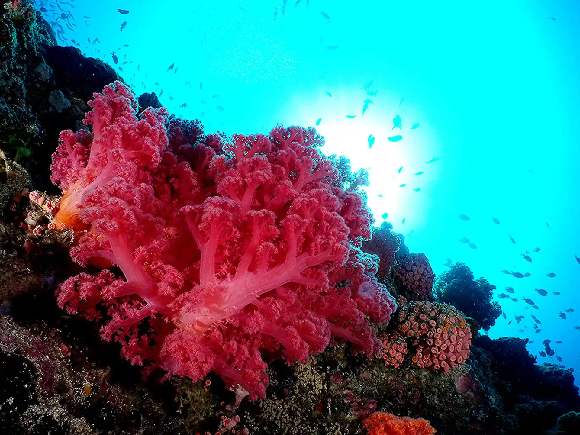 Colorful soft corals on Pescador Island.
The impressive drop off is covered in a variety of colorful soft corals.