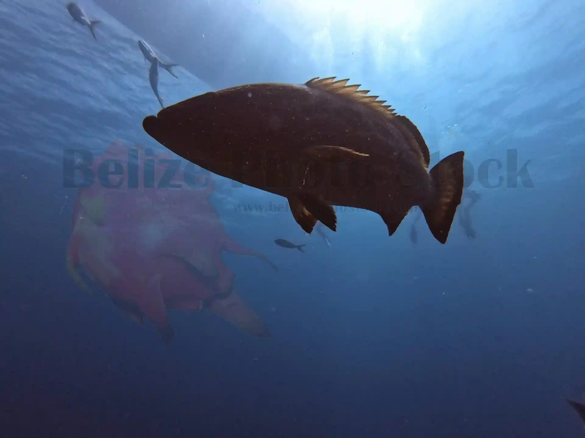Dive site photo