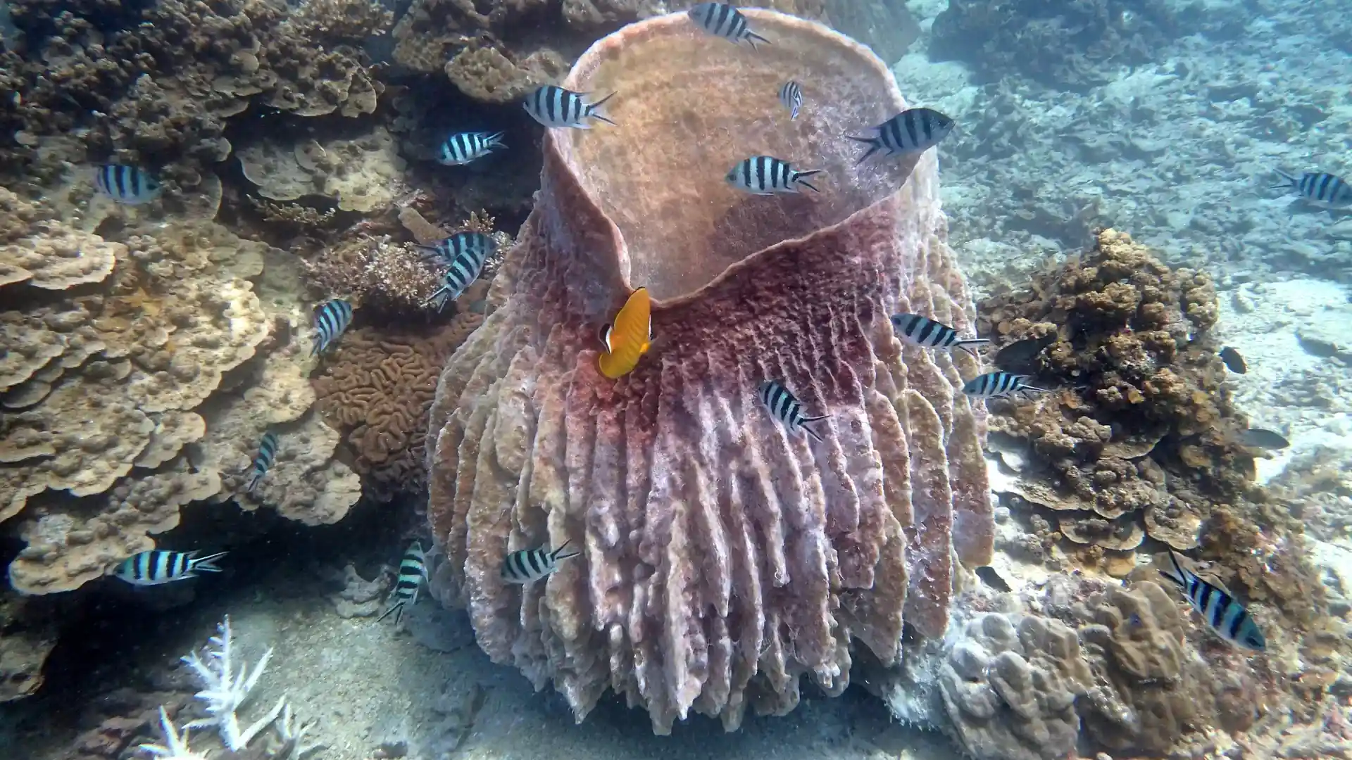 ダイビングサイトの写真