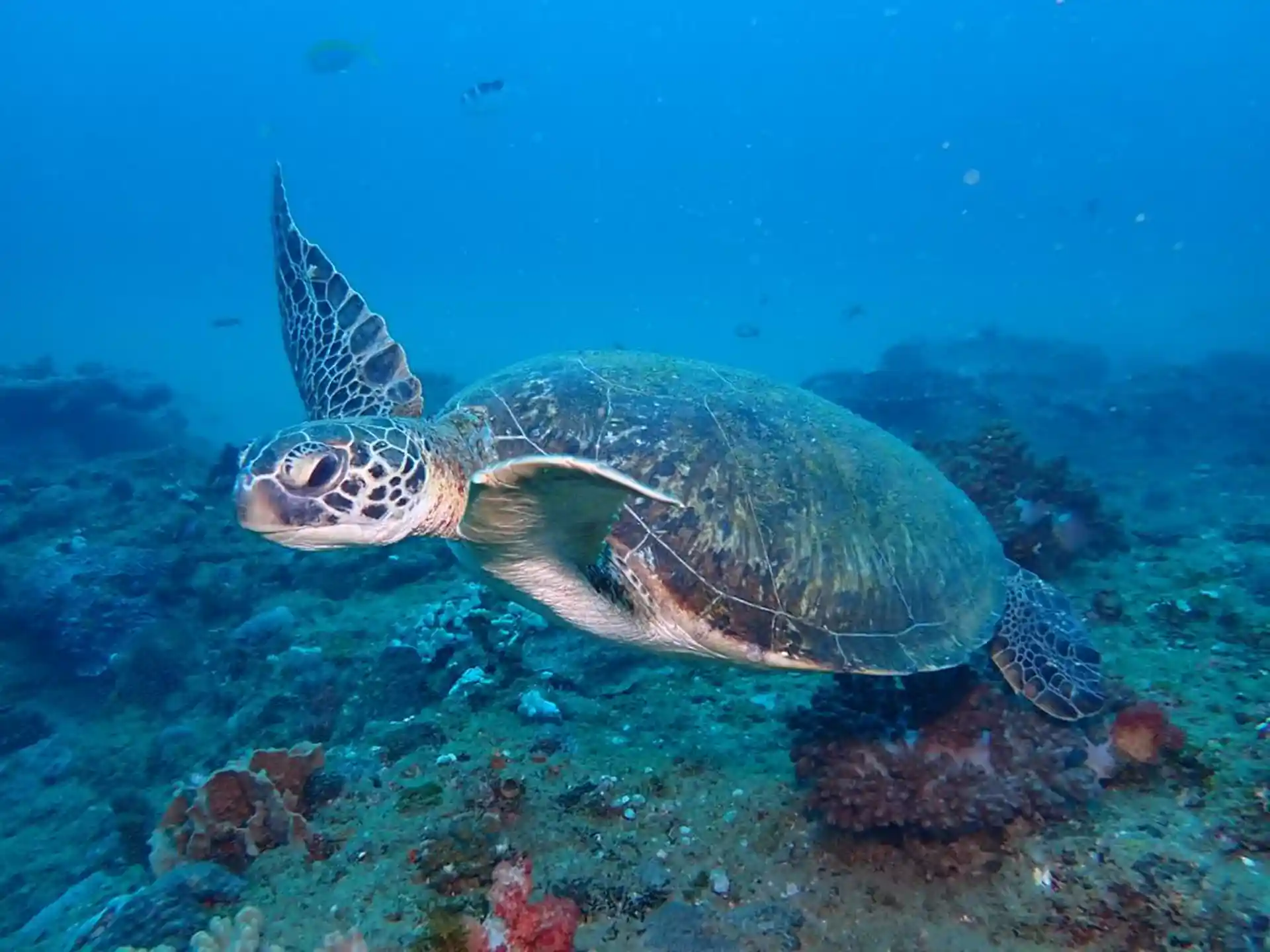 Dive site photo