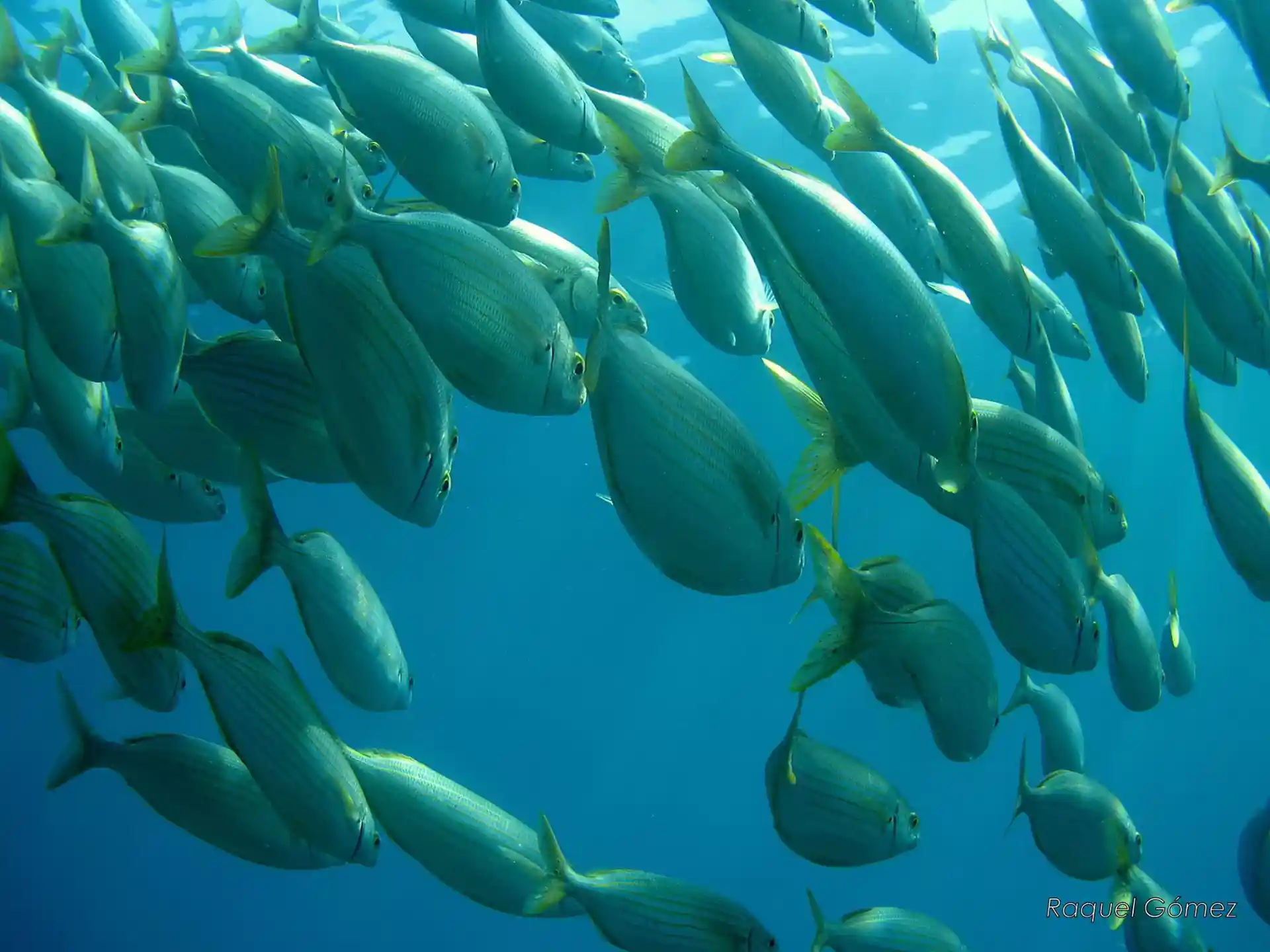 Foto de la actividad