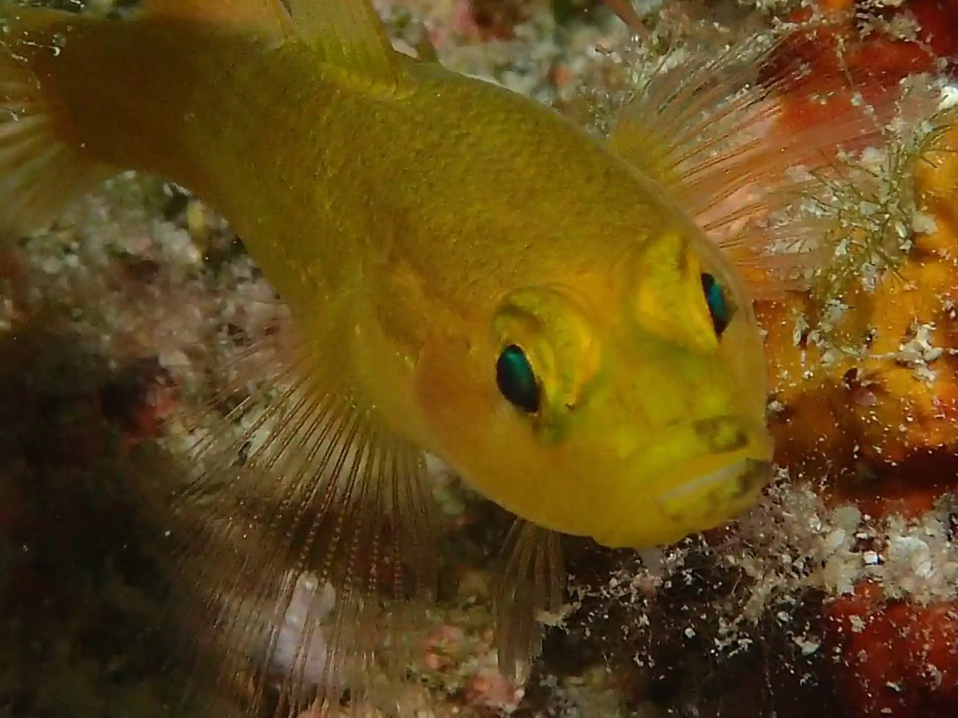 Dive site photo