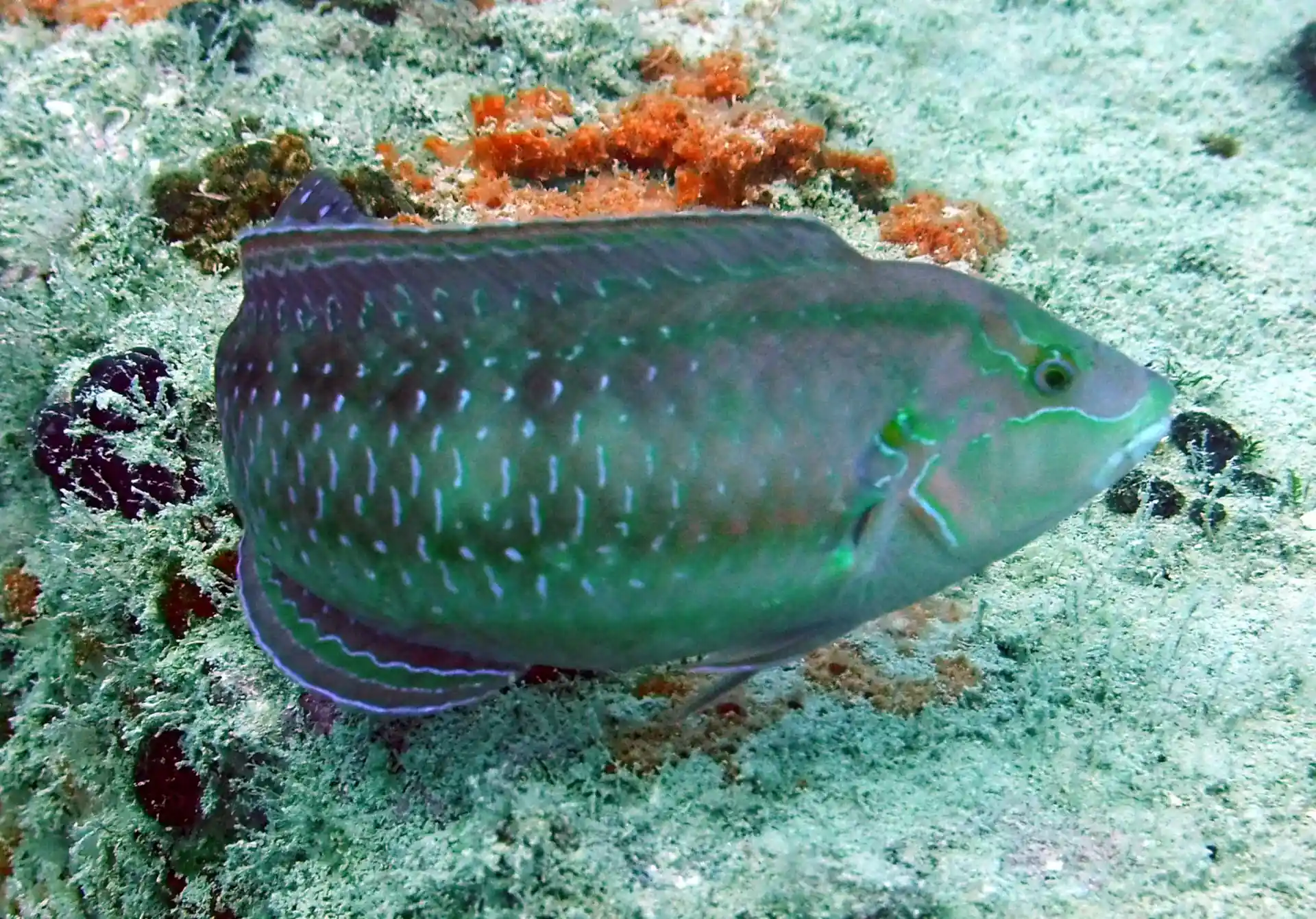 Dive site photo