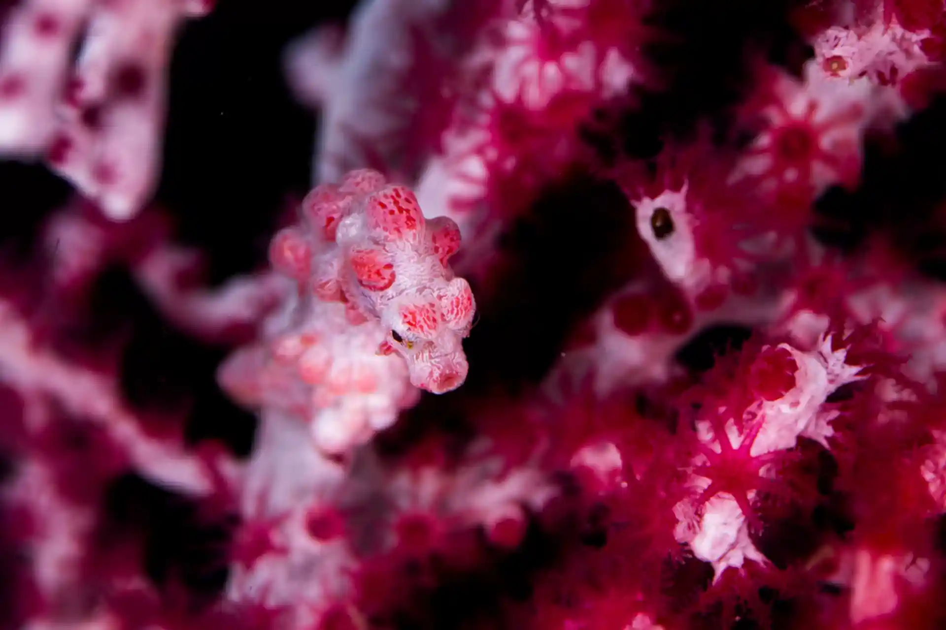 Foto del sitio de buceo