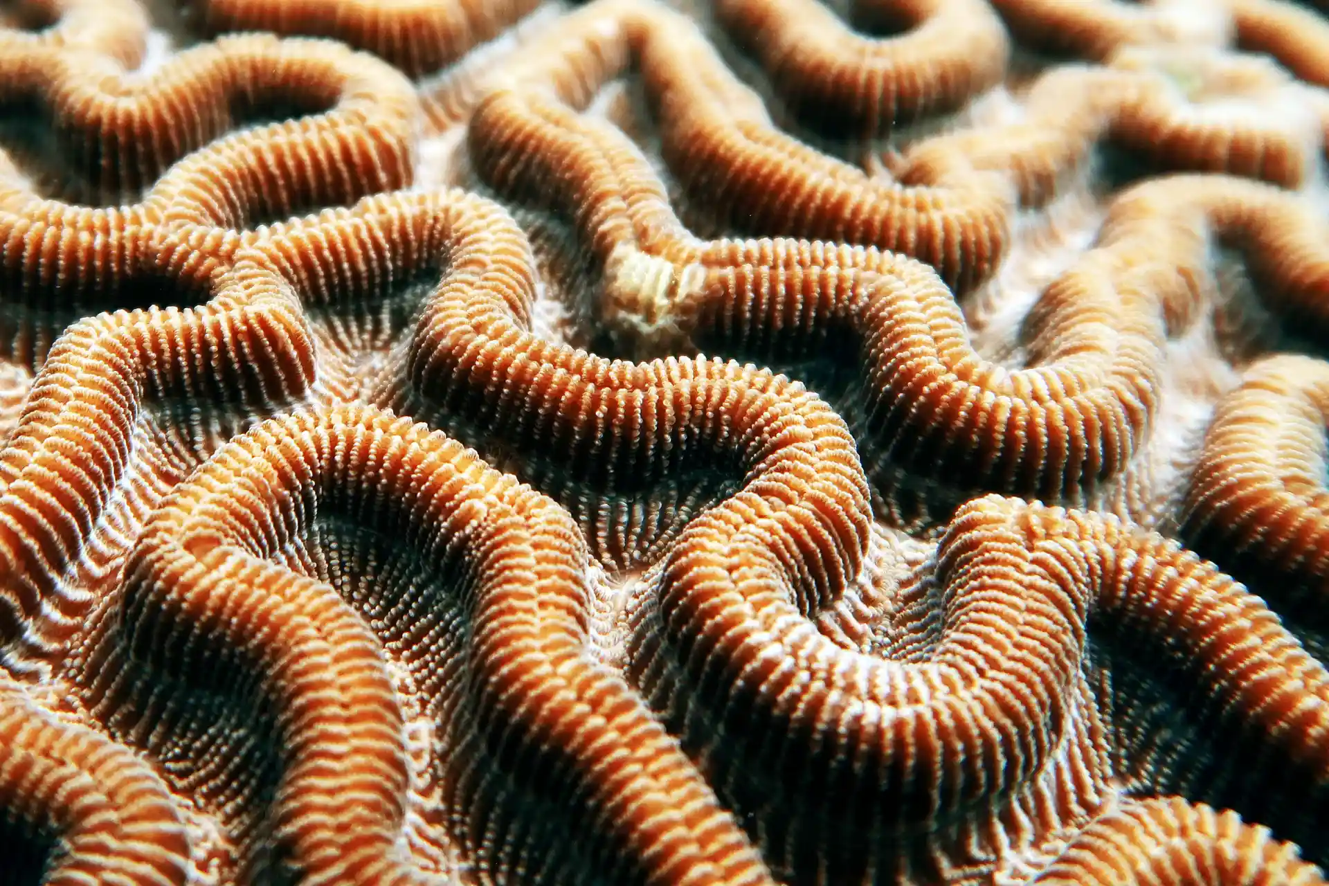 Brain coral.