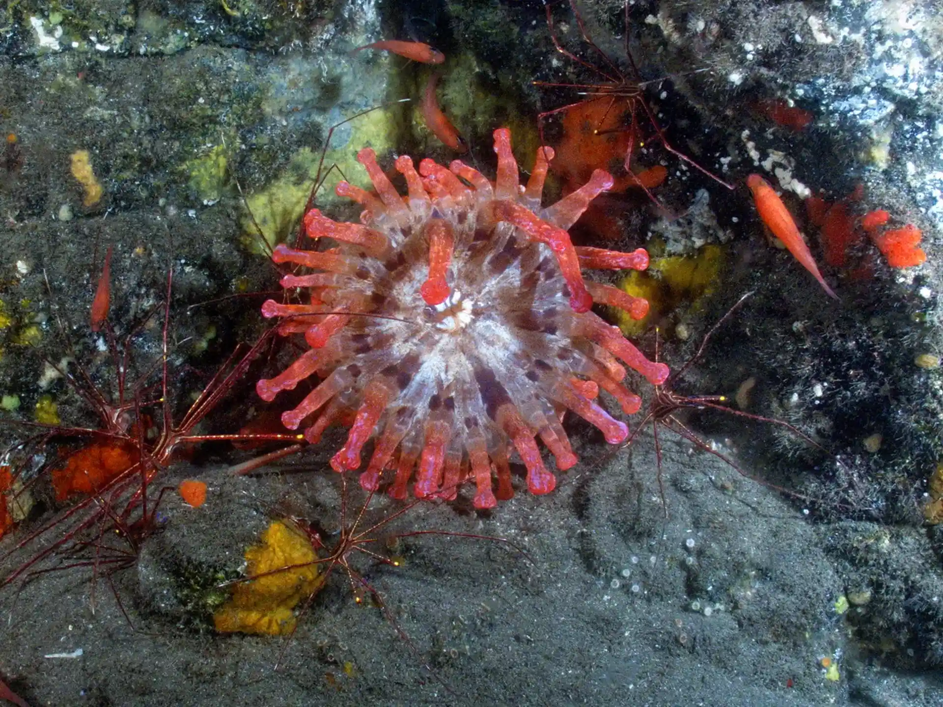 Photo du site de plongée