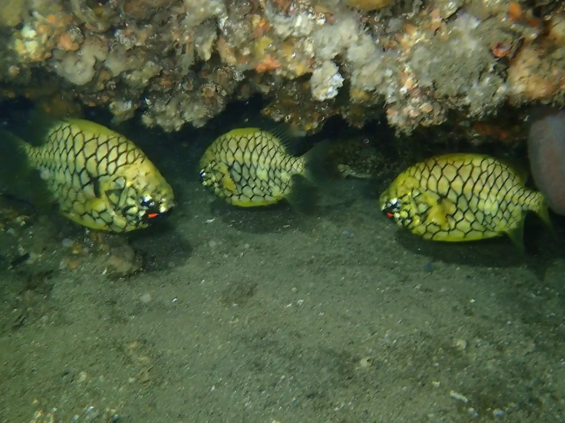 Photo du site de plongée