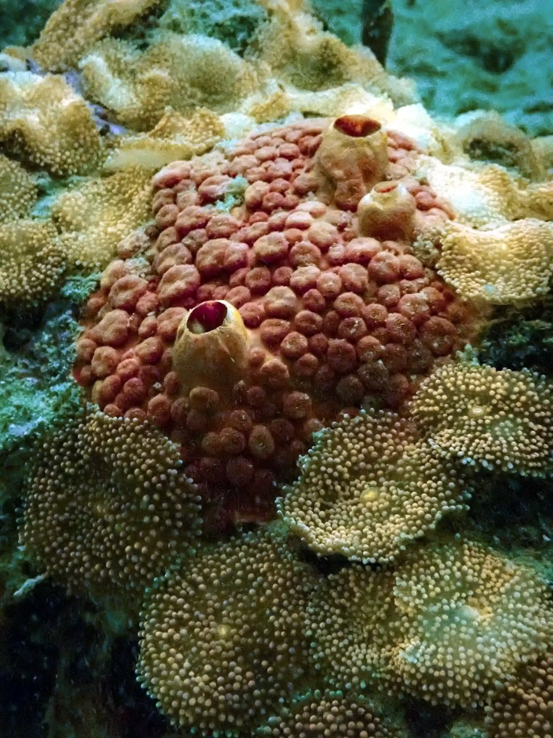 Dive site photo
